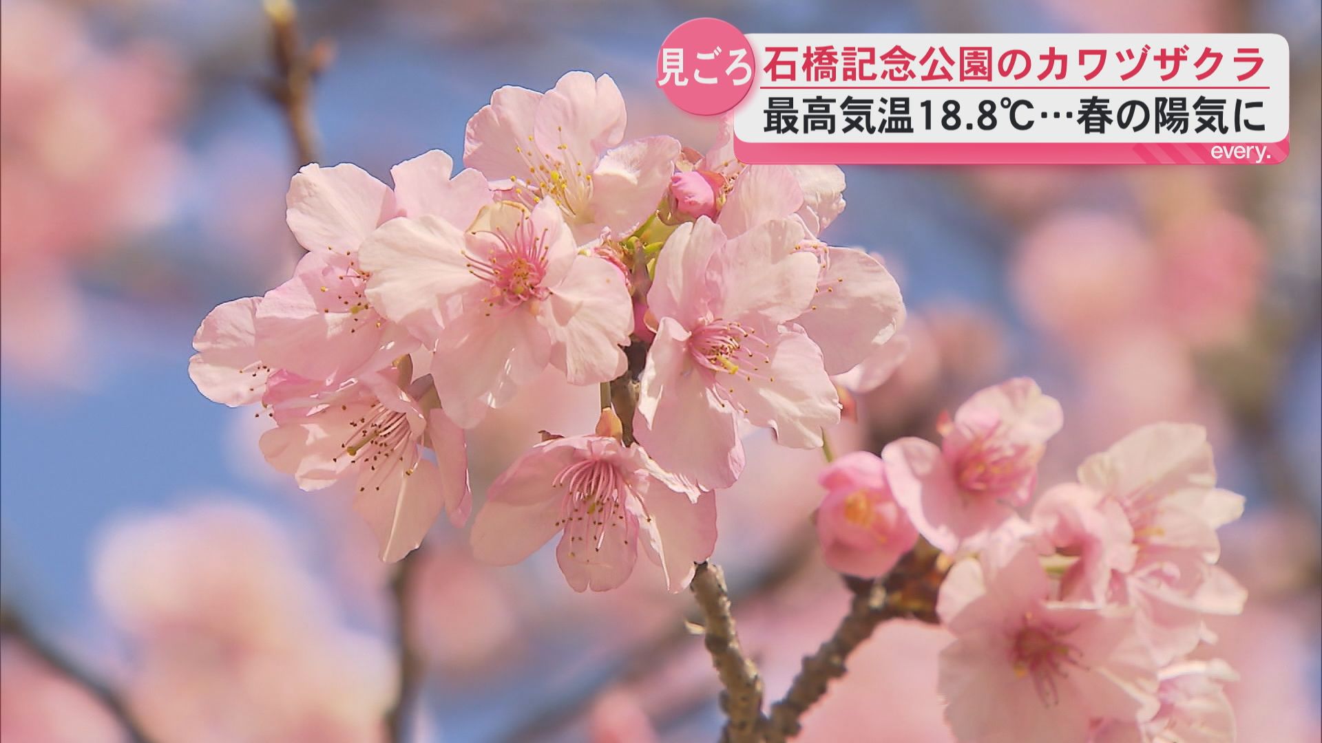 鹿児島で春の陽気　石橋記念公園のカワヅザクラが見頃に　“2週遅れの開花”で青空に映える早春の彩り