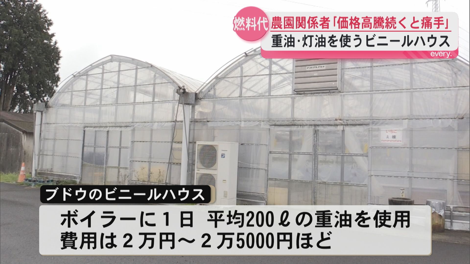 「価格上げざるを得ないのかな…」重油・灯油の高騰で果物農園でもコスト上昇