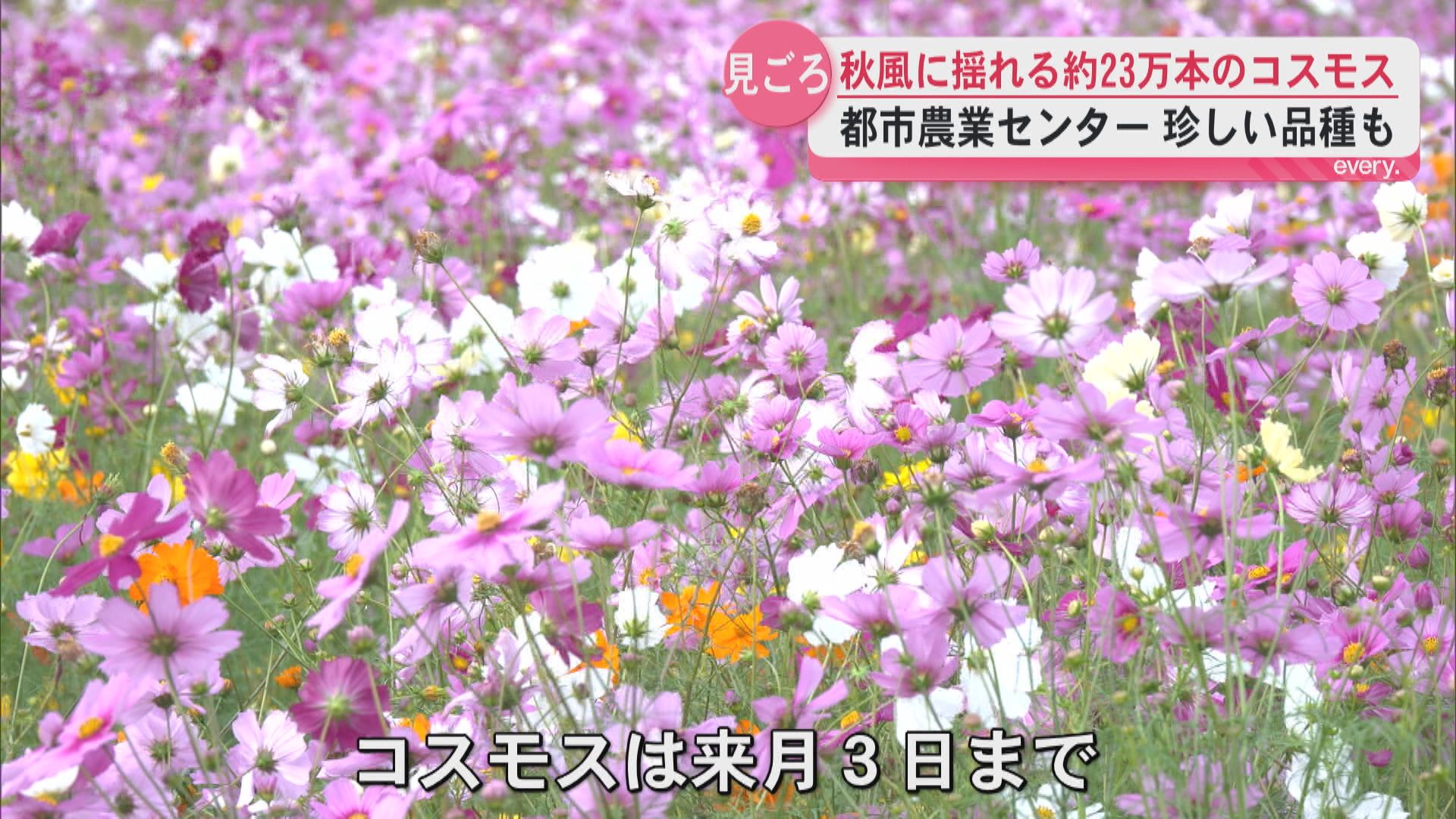 「祖母と来られて良かった」秋の彩り広がるコスモス畑　23万本が見頃　鹿児島市都市農業センター