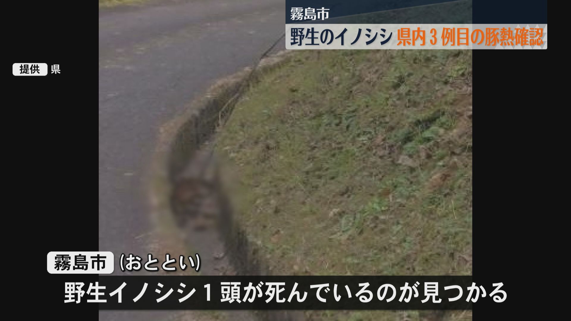 野生イノシシ　県内で豚熱３例目　霧島市で発見　周辺の養豚場異状なし