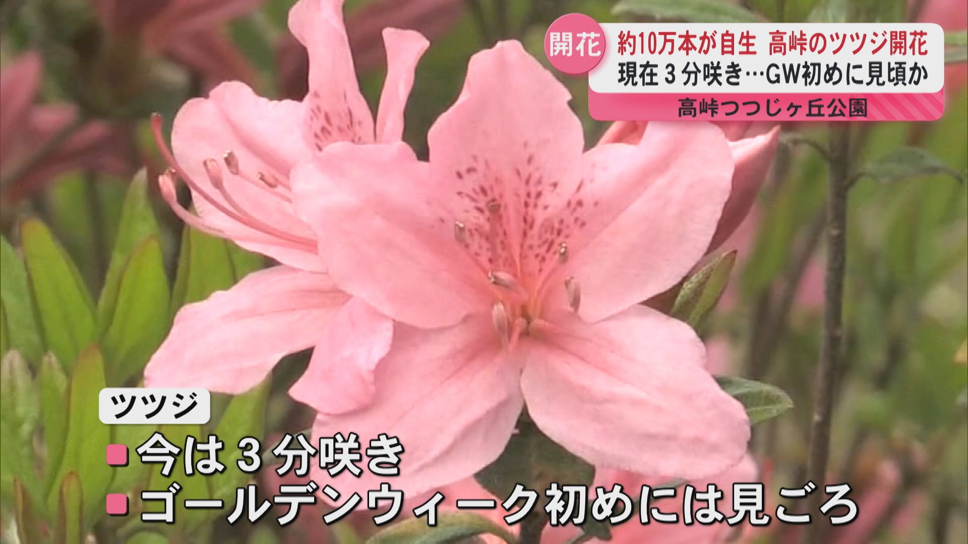 約10万本が自生 高峠のツツジ開花 現在3分咲き…GW初めに見頃か 垂水市