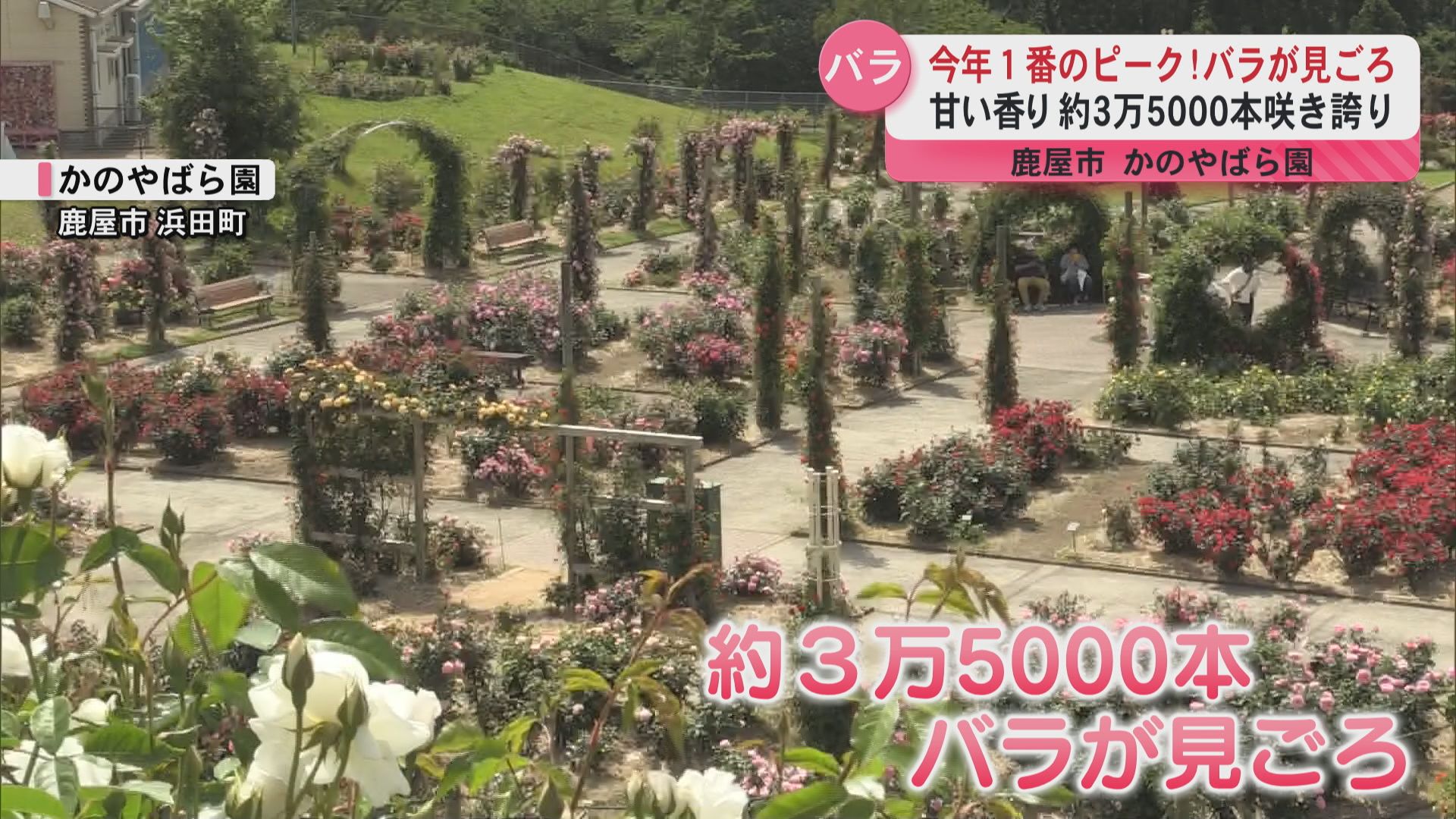 今年一番のピーク!3万5000本のバラが咲き誇り甘い香り 鹿屋市「かのやばら園」でバラが見ごろ