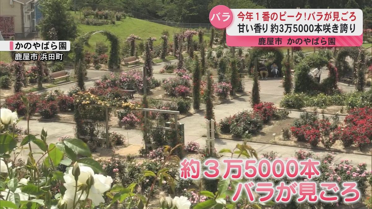 今年一番のピーク！3万5000本のバラが咲き誇り甘い香り　鹿屋市「かのやばら園」でバラが見ごろ