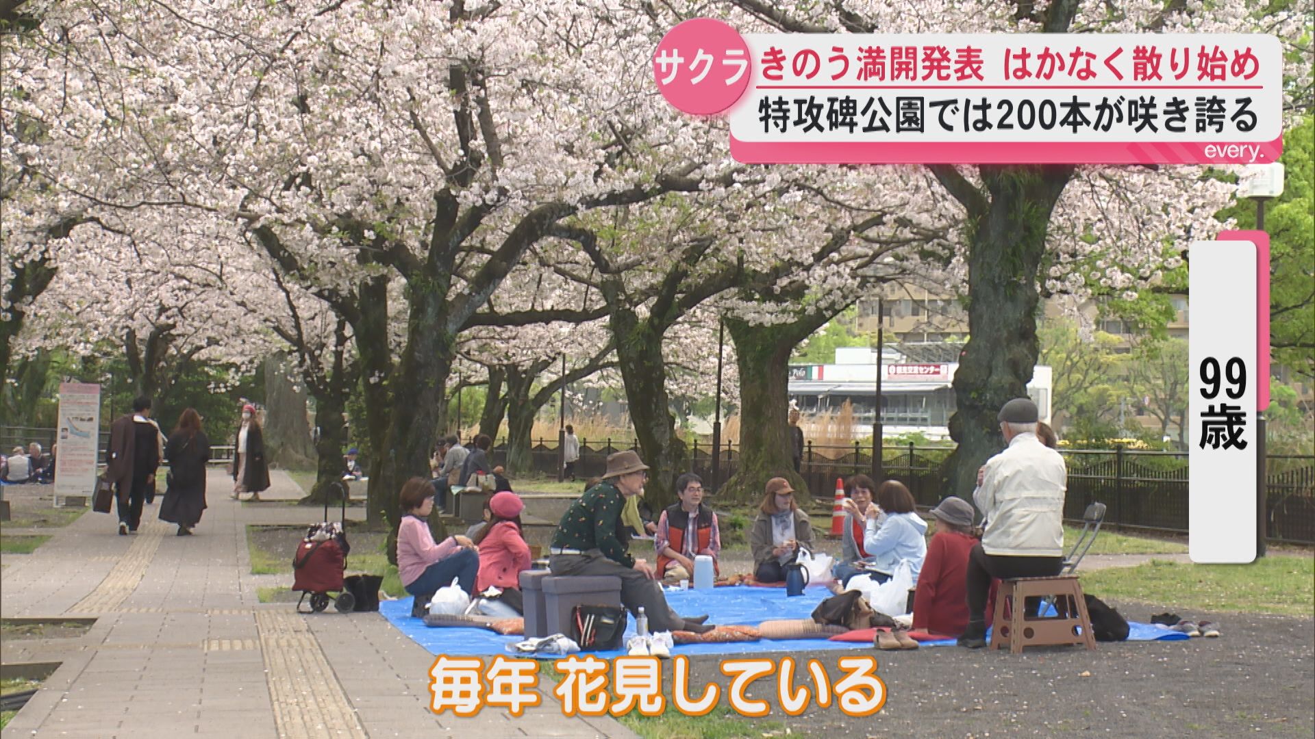 儚く散り始めたサクラ舞う中…お花見楽しむ人たちは　鹿児島市甲突川河畔
