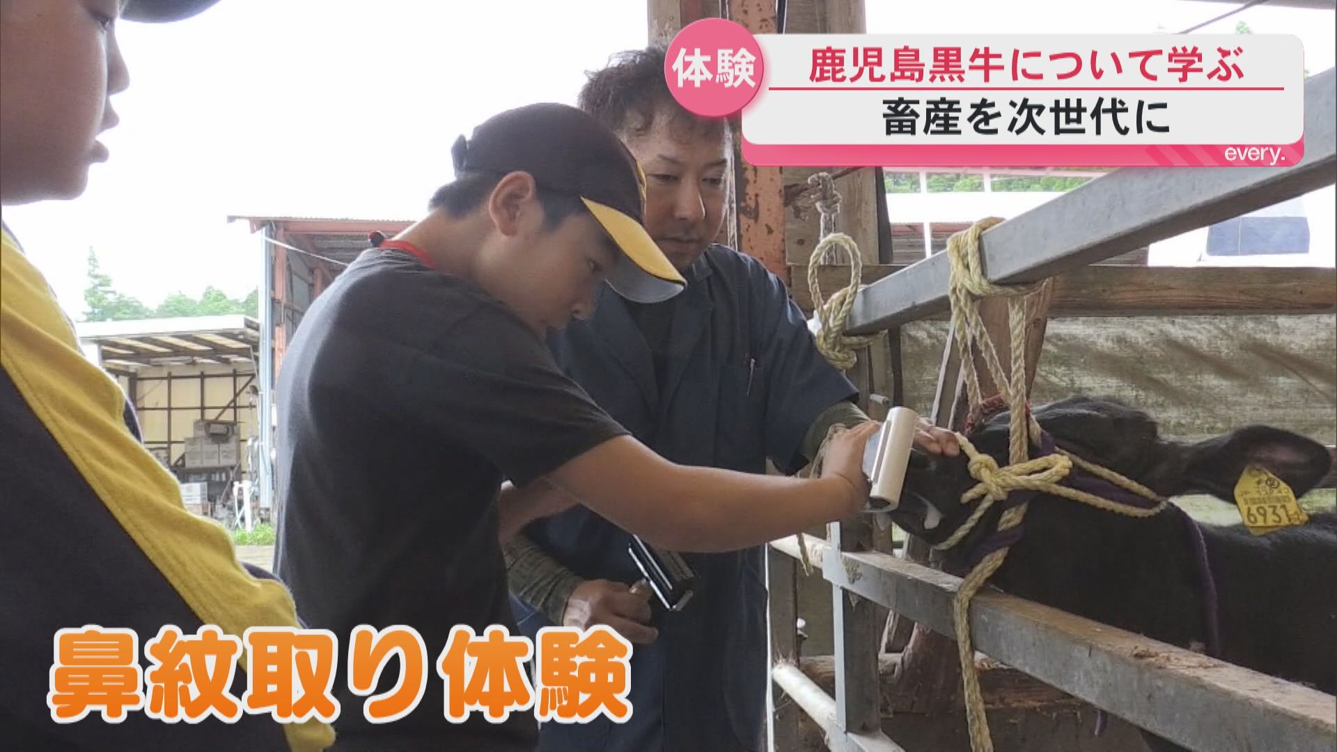 小学生が鹿児島黒牛について学ぶ　牛舎見学や鼻紋取り体験も　JAあいらが主催　日本一の黒牛を未来へ