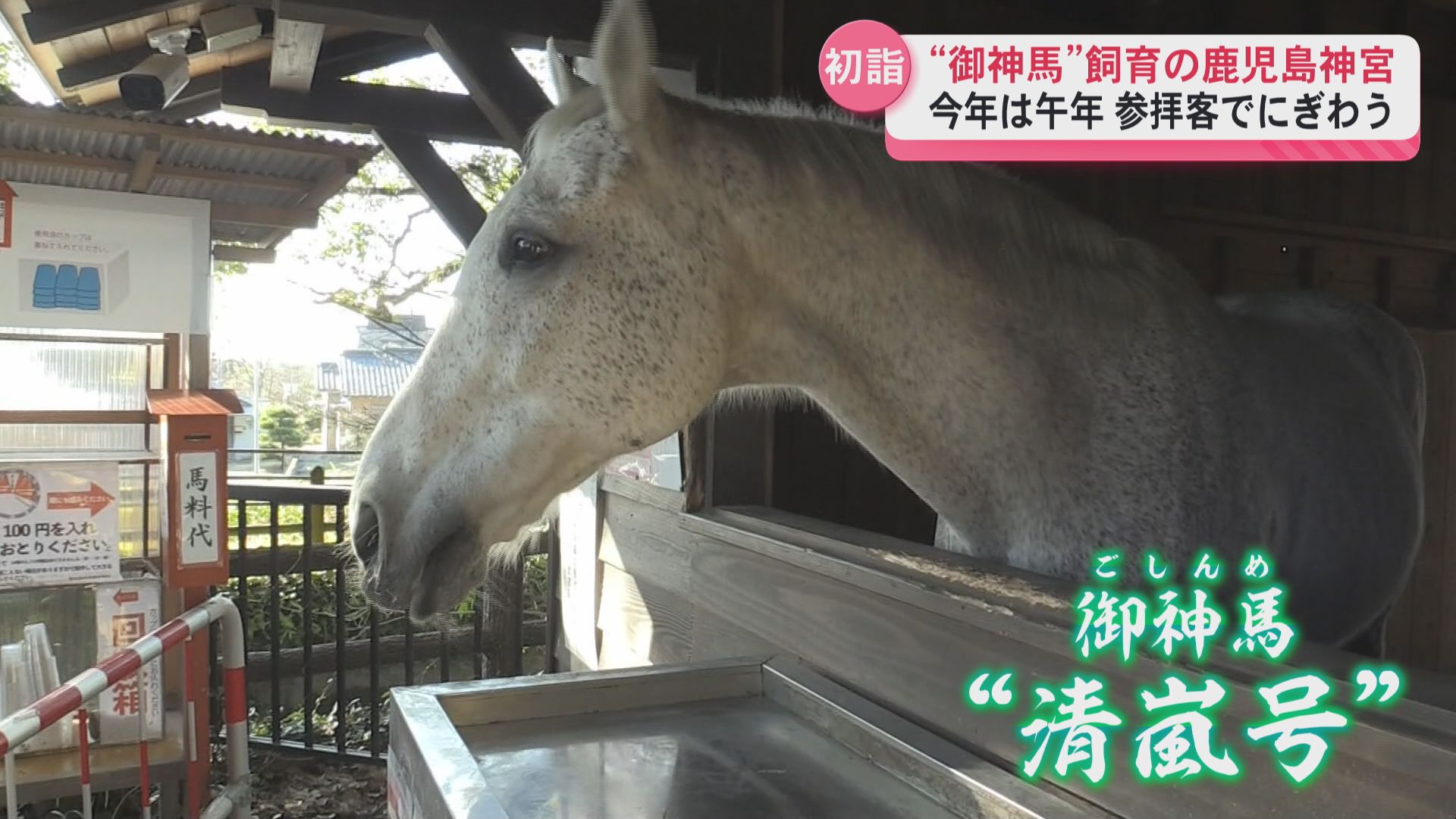 御神馬「清嵐号」飼育する鹿児島神宮　午年の初詣で賑わう　限定の御朱印も授与　霧島市　