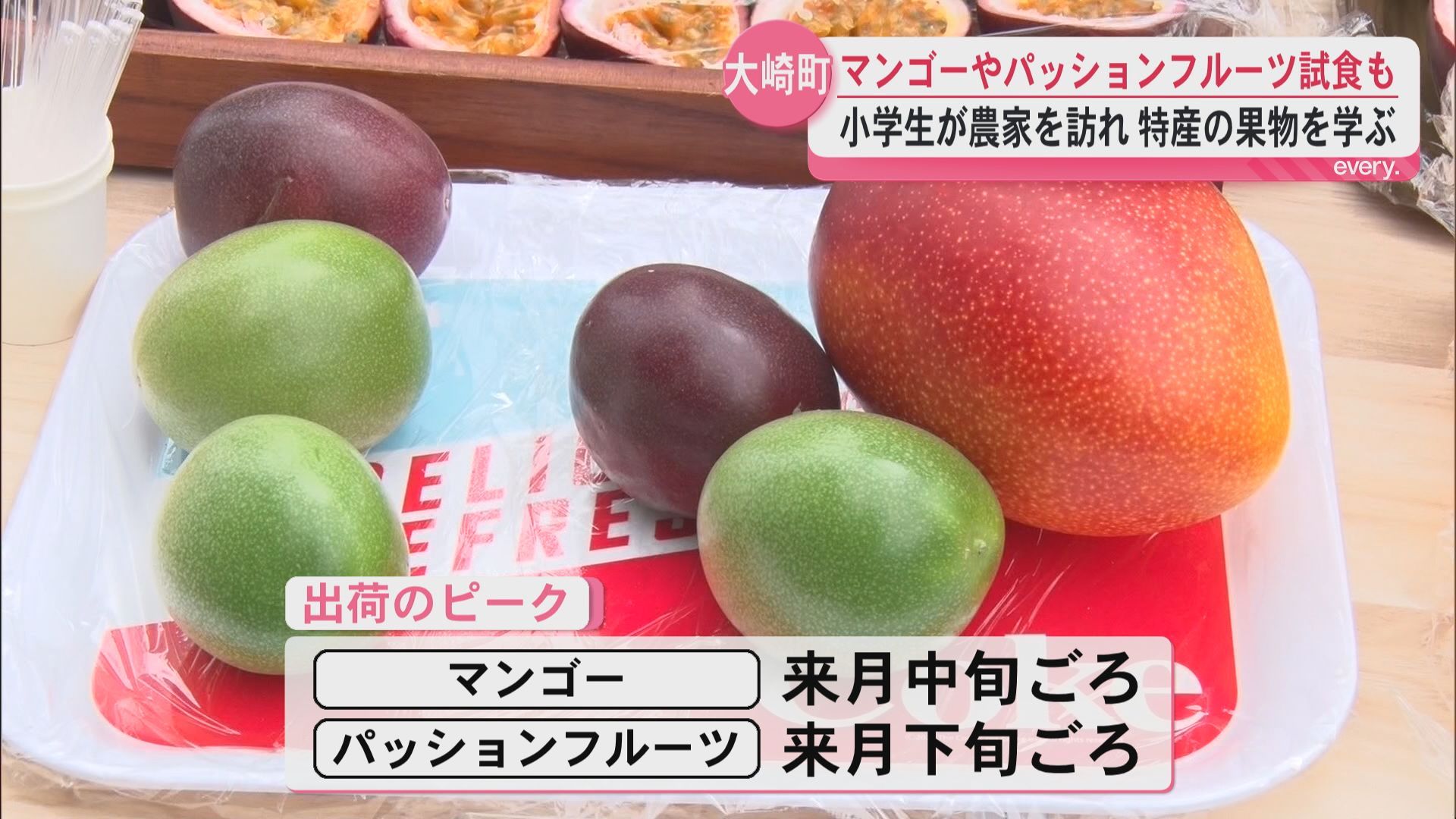 地元のマンゴーとパッションフルーツのお味は？大崎町の小学生が農家を訪問