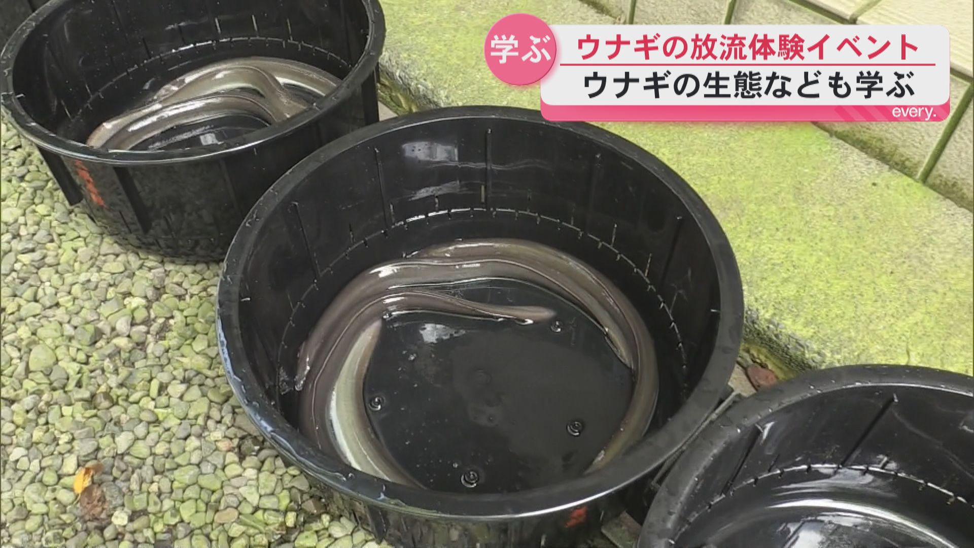 「はじめてウナギを触った」ウナギの生態なども学ぶ　ウナギの放流体験イベント