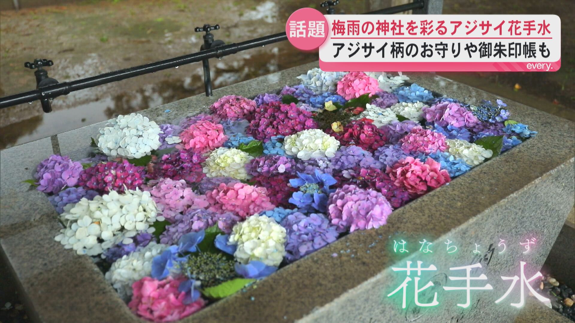 「心を清めて参拝へ」手水舎に広がる色鮮やかなアジサイ　雨音とともに心癒やす　