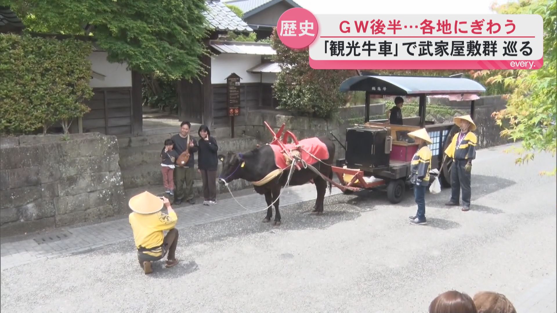 GW後半の表情　日本で唯一！黒毛和牛がひく「観光牛車」出水麓武家屋敷群をゆったりと巡る　