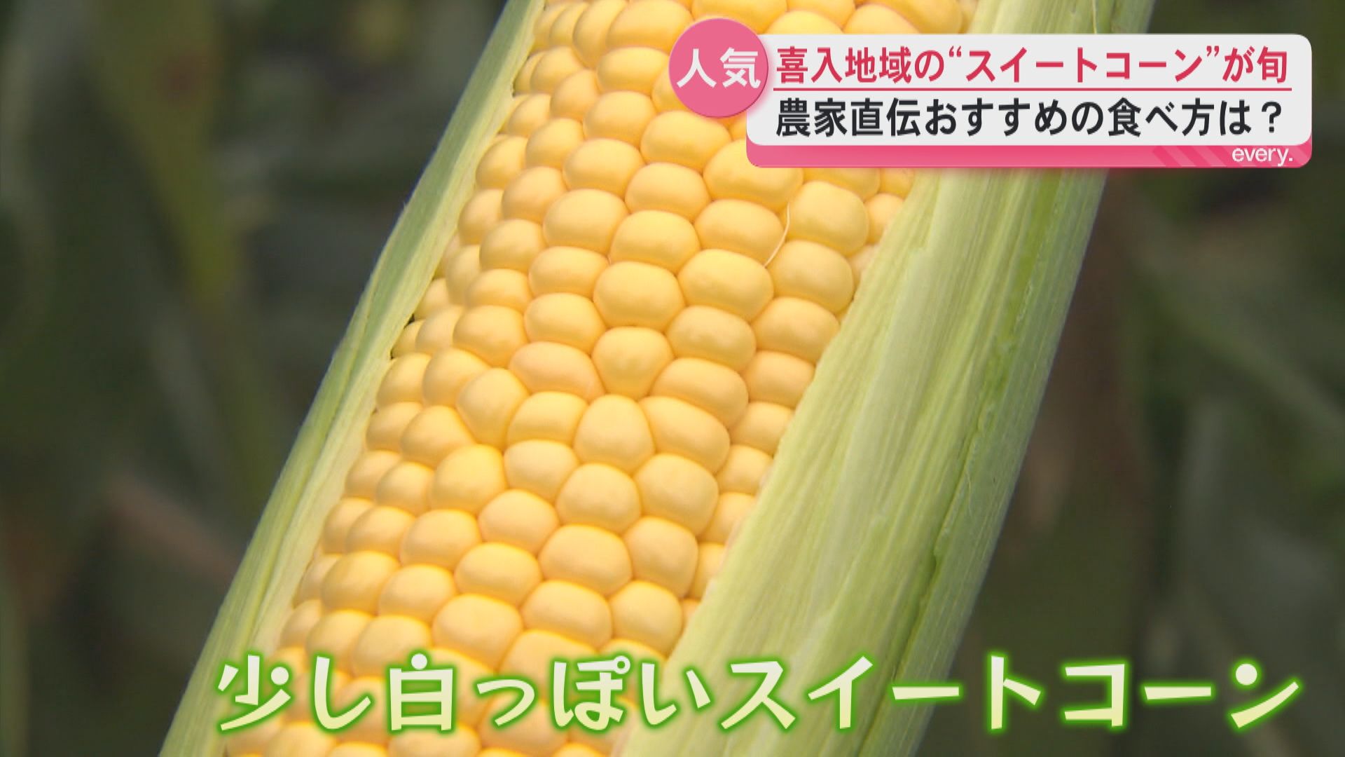 強い甘さが特長の”スイートコーン”　鹿児島市喜入で収穫始まる　かごいっぱいに買い求める人の姿も