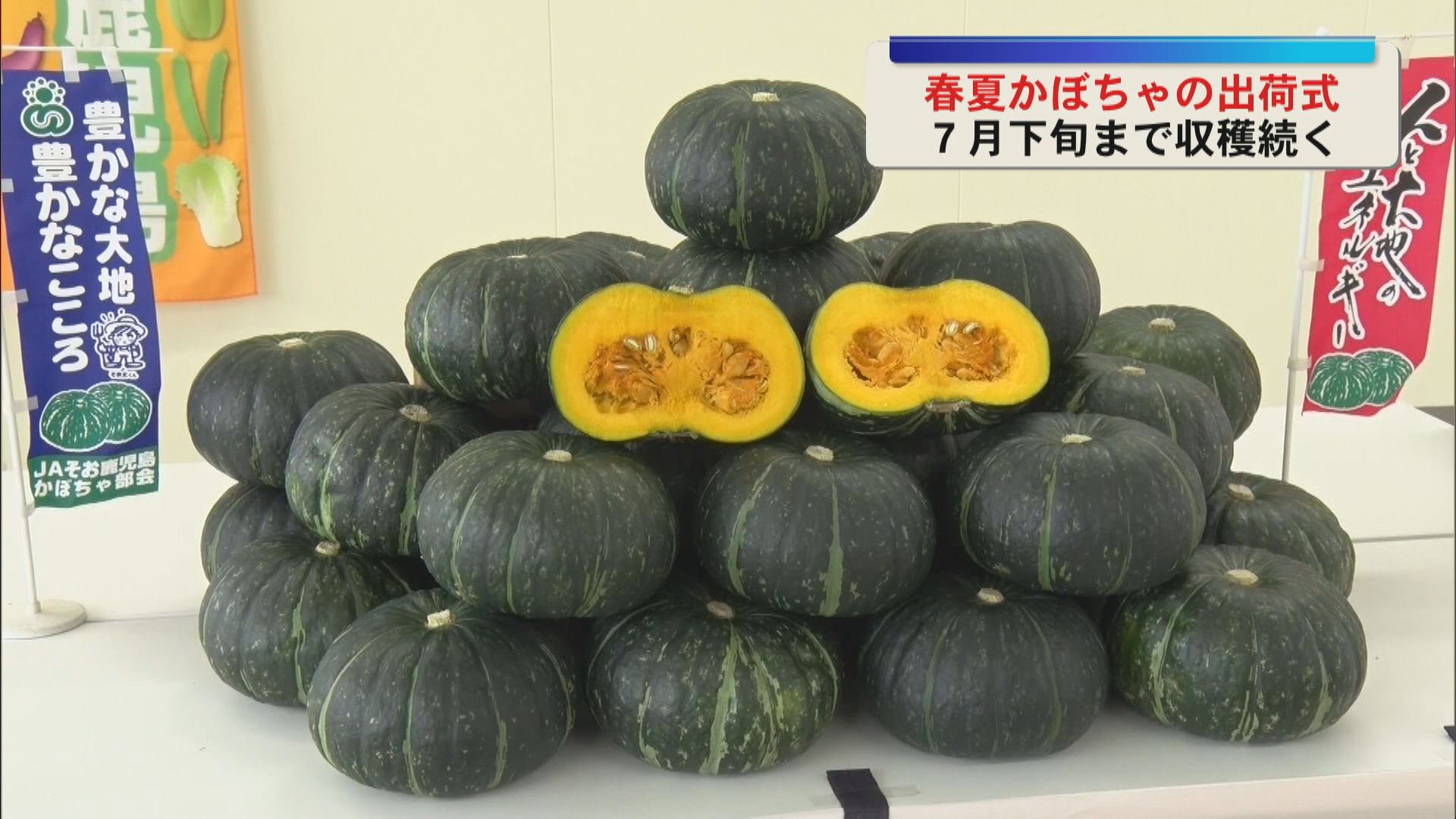 県本土で最も早い「春夏かぼちゃ」の出荷始まる　完熟して甘い　収穫は7月下旬まで