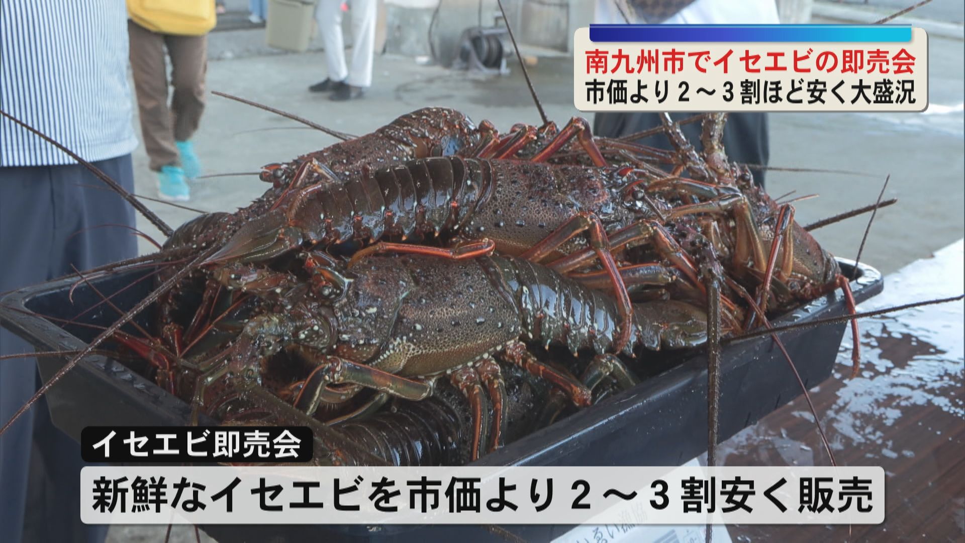 市価より２～３割ほど安く 南九州市でイセエビの即売会