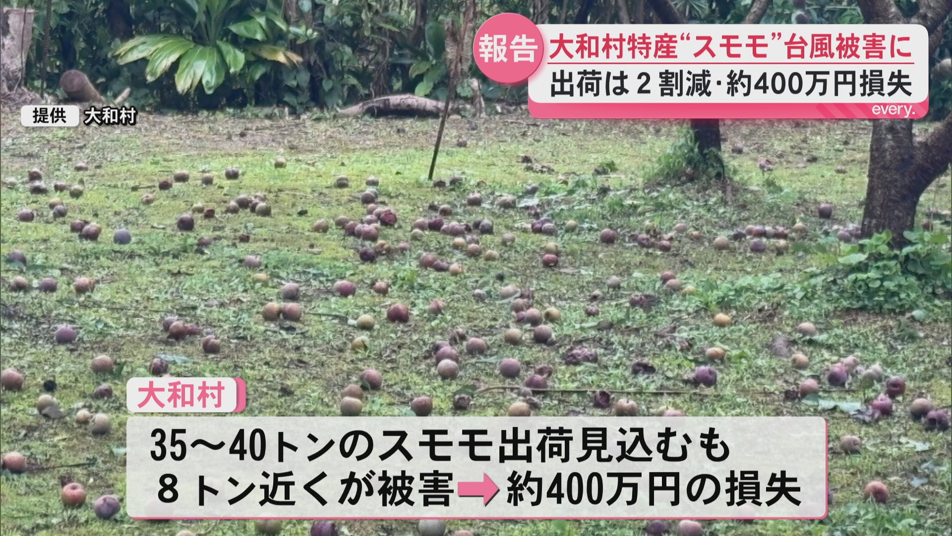 台風被害乗り越えた初夏の味 奄美大島・大和村の特産『スモモ』の出荷を知事に報告