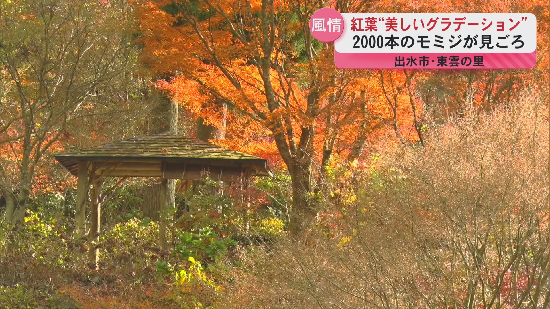 空気もきれいで癒された」出水市東雲の里 約2000本のモミジが見ごろに