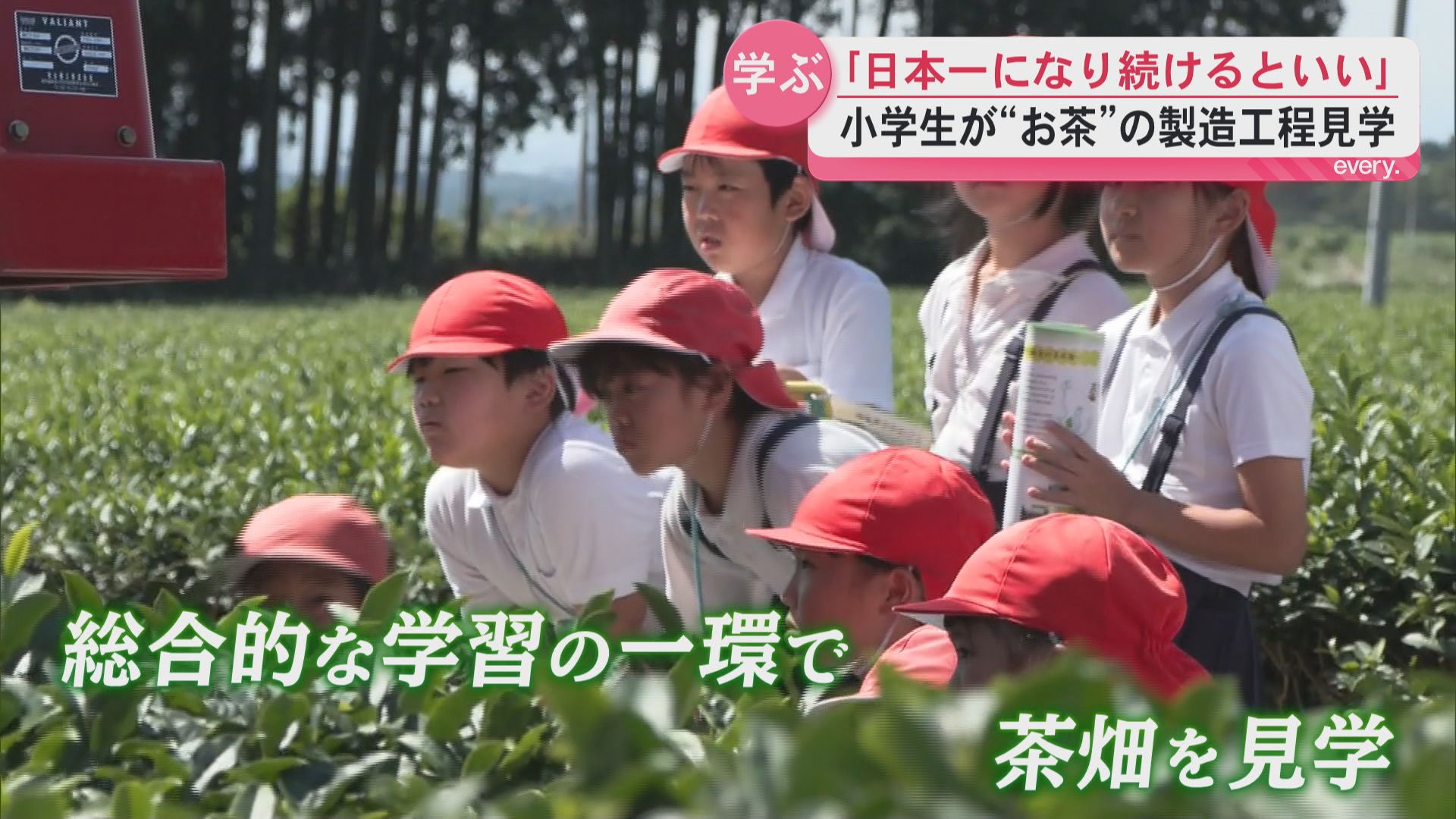 「茶葉は何回摘める？」答えに小学生驚き！荒茶生産量県内トップの南九州市でお茶の製造工程見学