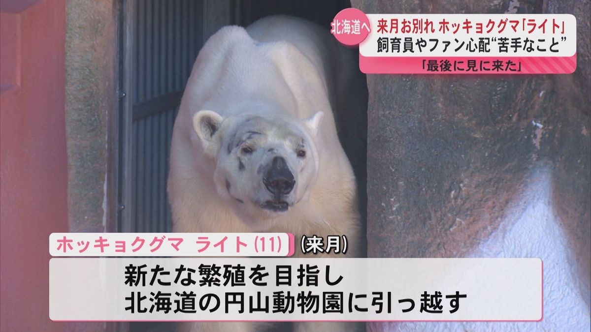 平川動物公園賑わう　“意外なこと”が苦手！？ホッキョクグマのライト 3月北海道へ