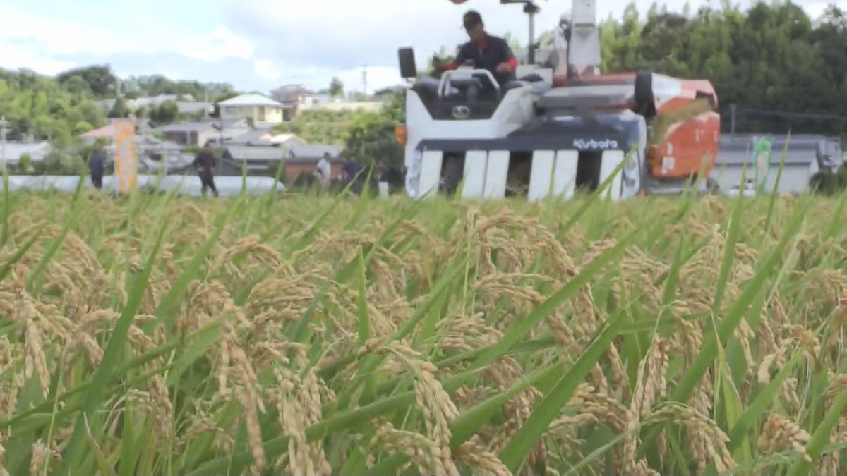 南さつま市の“超早場米”「金峰コシヒカリ」稲刈り始まる