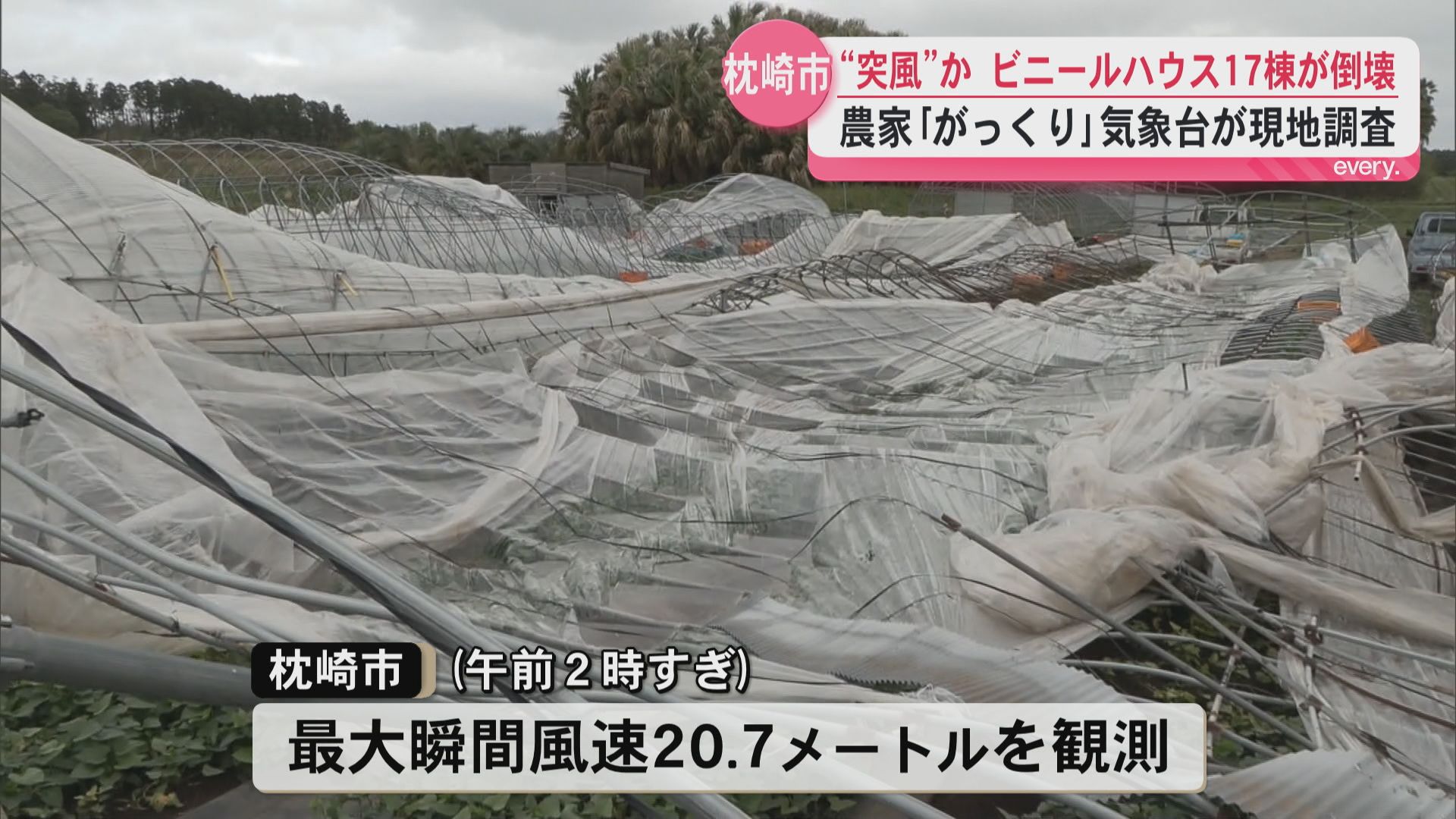 “突風”か　枕崎市でビニールハウス17棟が倒壊　農家「がっくり」気象台が現地調査
