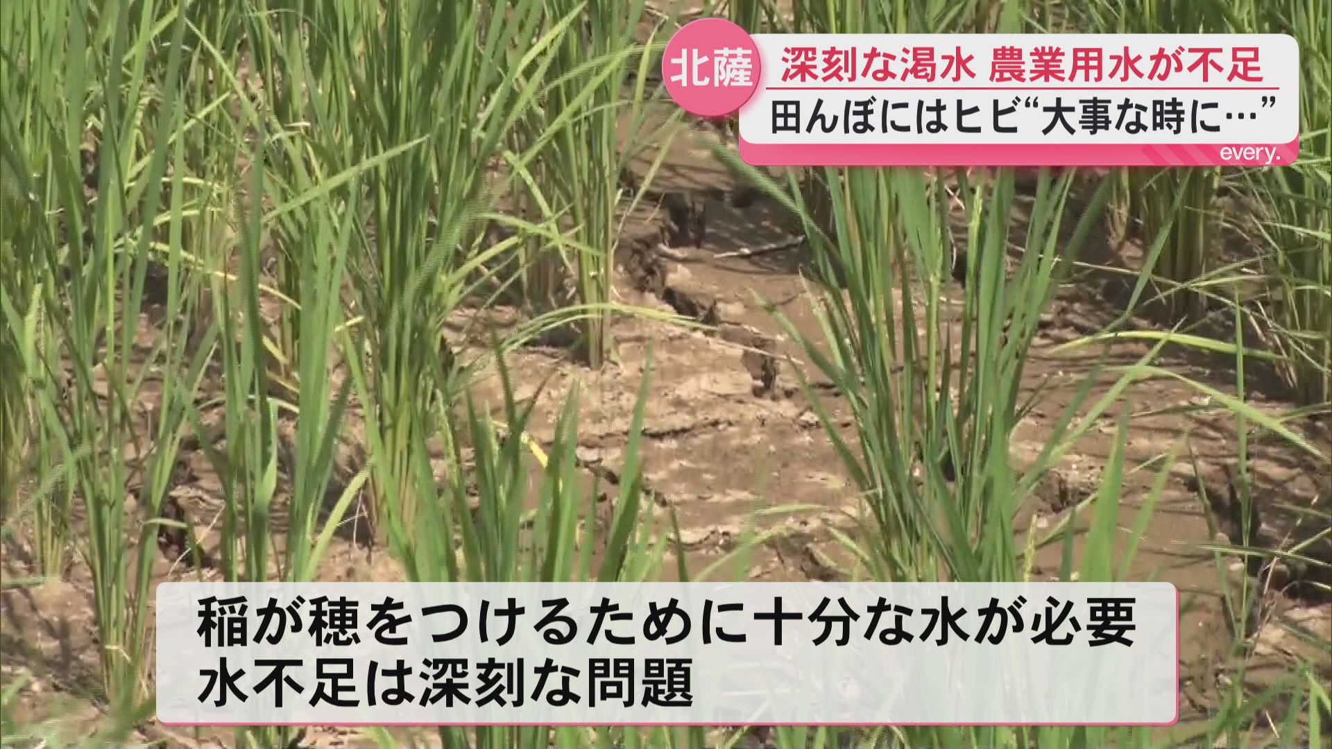 北薩地区で渇水が深刻　農作物への影響は