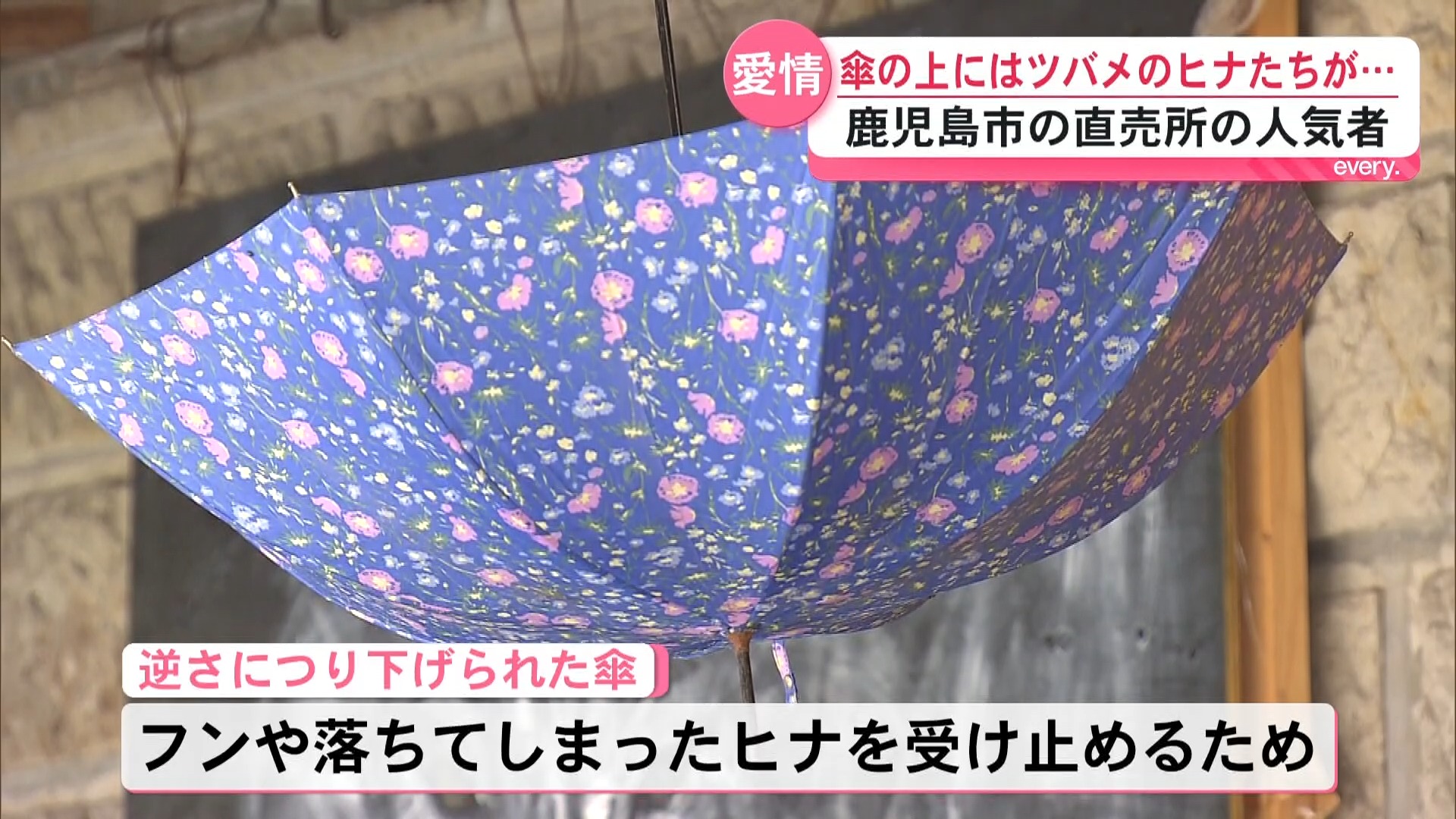 ツバメ子育て真っ最中！「いつ飛び立つかな？」落ちても守る…吊り下げられた傘のアイデア　