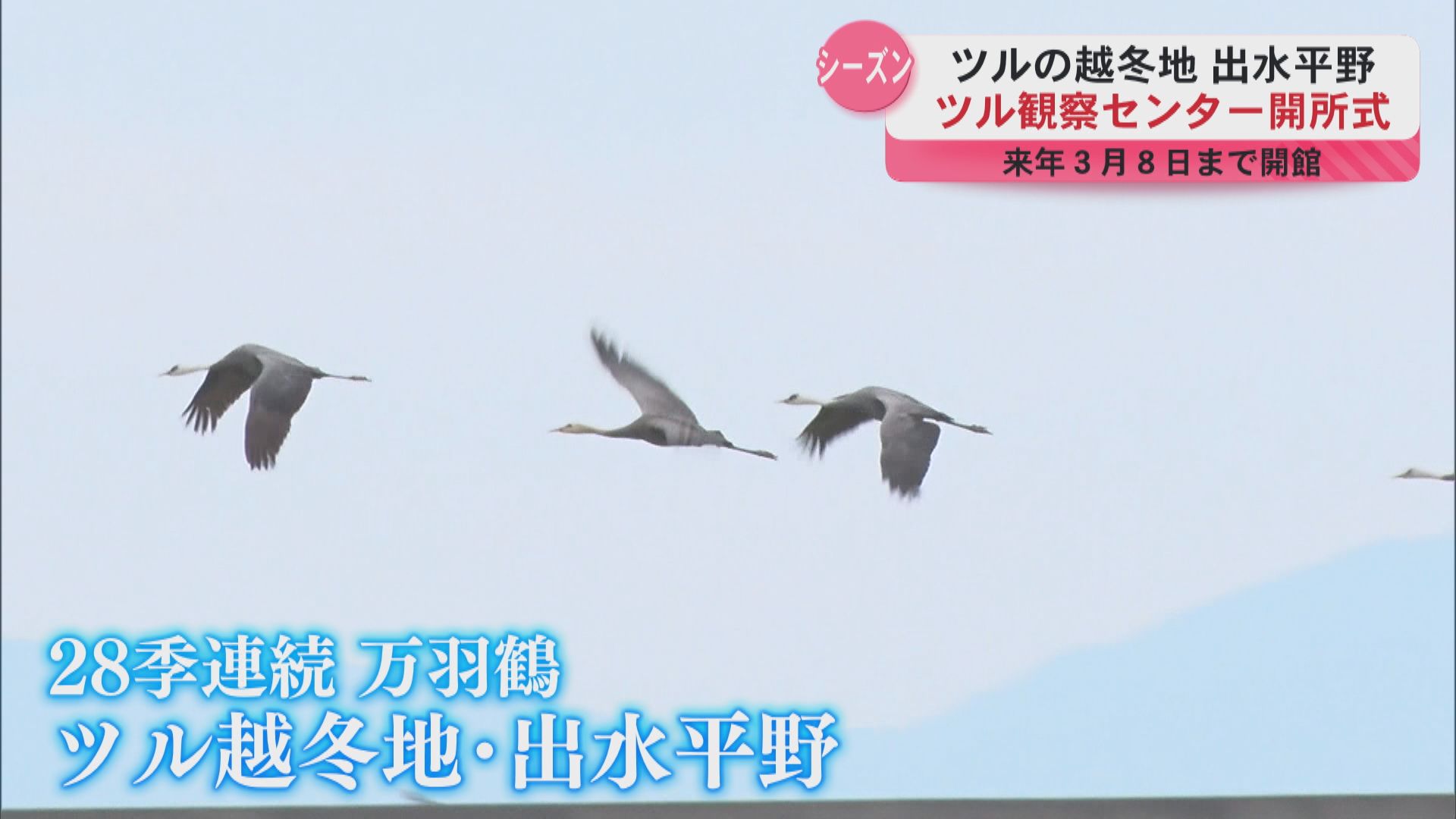 国内最大のツル越冬地「出水平野」観察センター開所式 ヒマラヤ山脈超えたアネハヅルなど1100羽