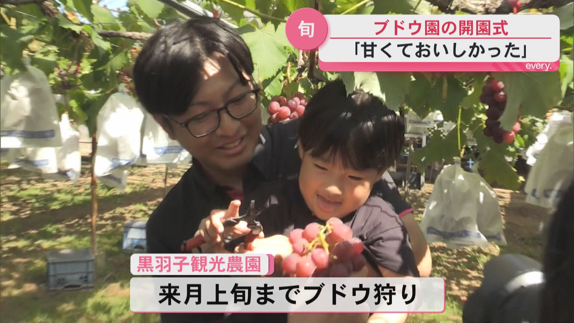 ブドウ園の開園式　「甘くておいしかった」　“巨峰”と“竜宝”　ブドウ狩り9月上旬まで