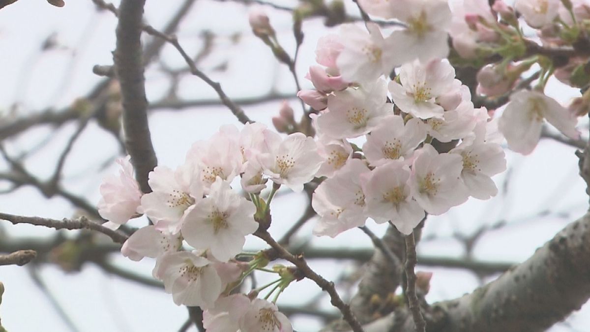 【桜の開花いつ？】平年なら“２６日”　鹿児島市の様子は
