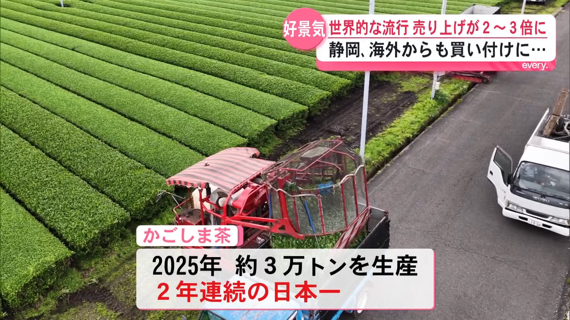 世界が注目のかごしま茶――異色の行政マンが売り出す知覧茶
