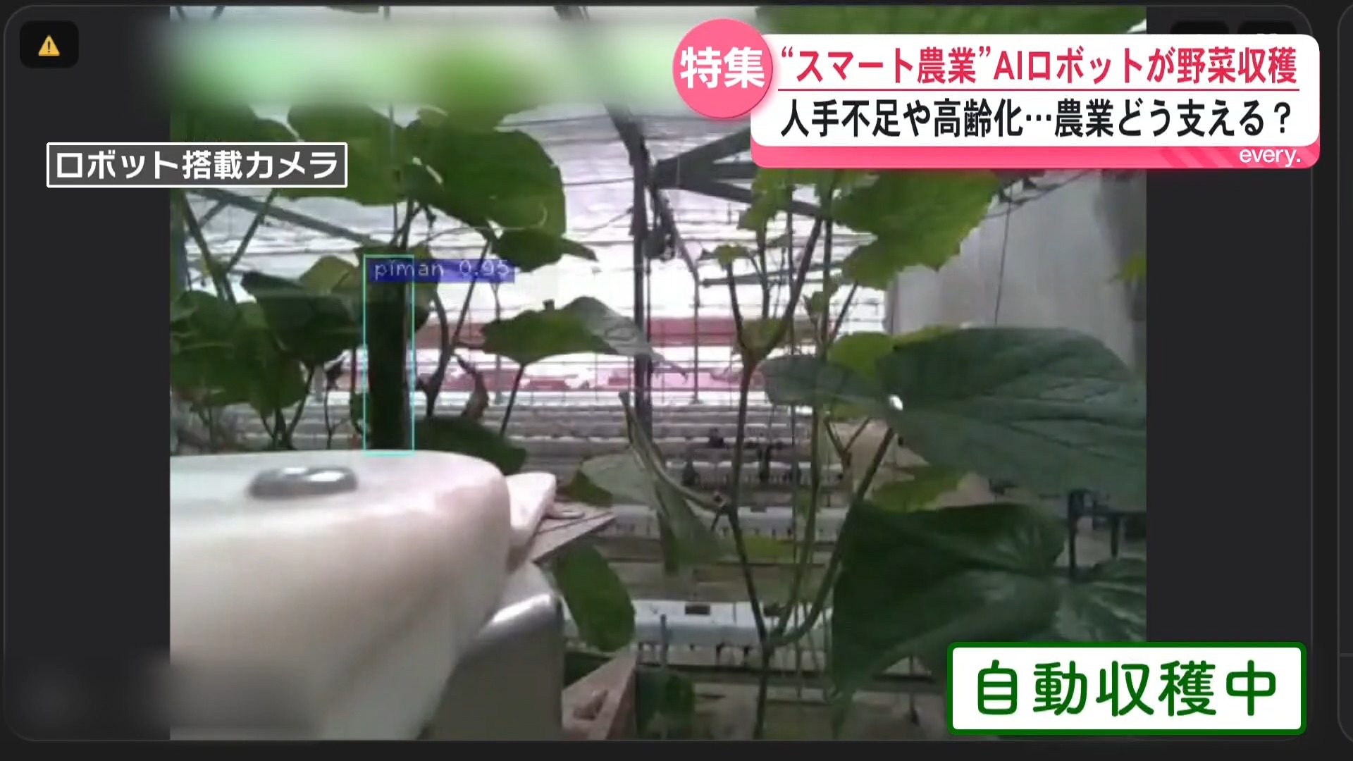 「暑さにも負けず24時間働く」キュウリを収穫するのはAIロボット　高齢化が進む農業を支える新技術