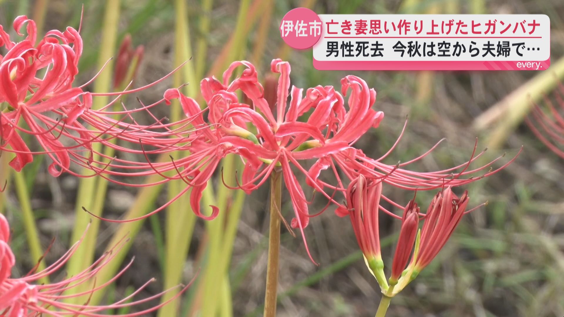 「家内がびっくりするような花を」亡き妻思い作り上げたヒガンバナロード　男性死去(享年96)今秋は空から夫婦で…