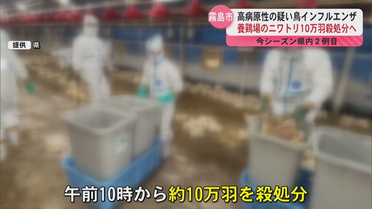 10万羽の殺処分 H5亜型の高病原性の疑い 霧島市の養鶏場 今シーズン2例目 鳥インフルエンザ　