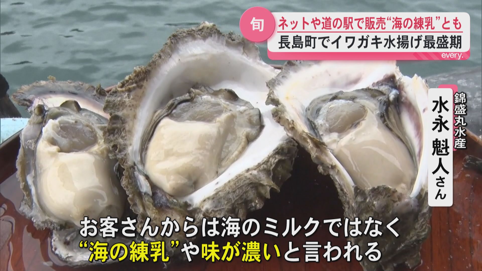 「海の練乳」とも…長島町でイワガキの水揚げ最盛期　例年以上の出来