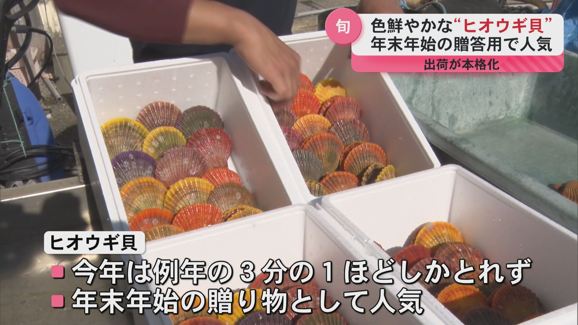色鮮やかな見た目で年末年始の贈り物として人気　今が旬の「ヒオウギ貝」出荷が本格化　長島町