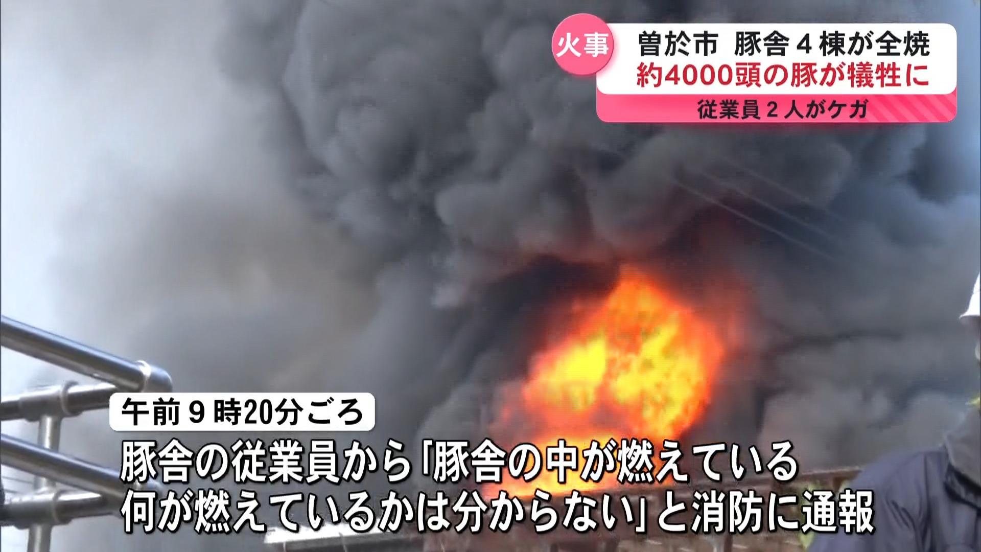  豚 約4000頭が犠牲 豚舎4棟が全焼 従業員2人がケガ  曽於市 