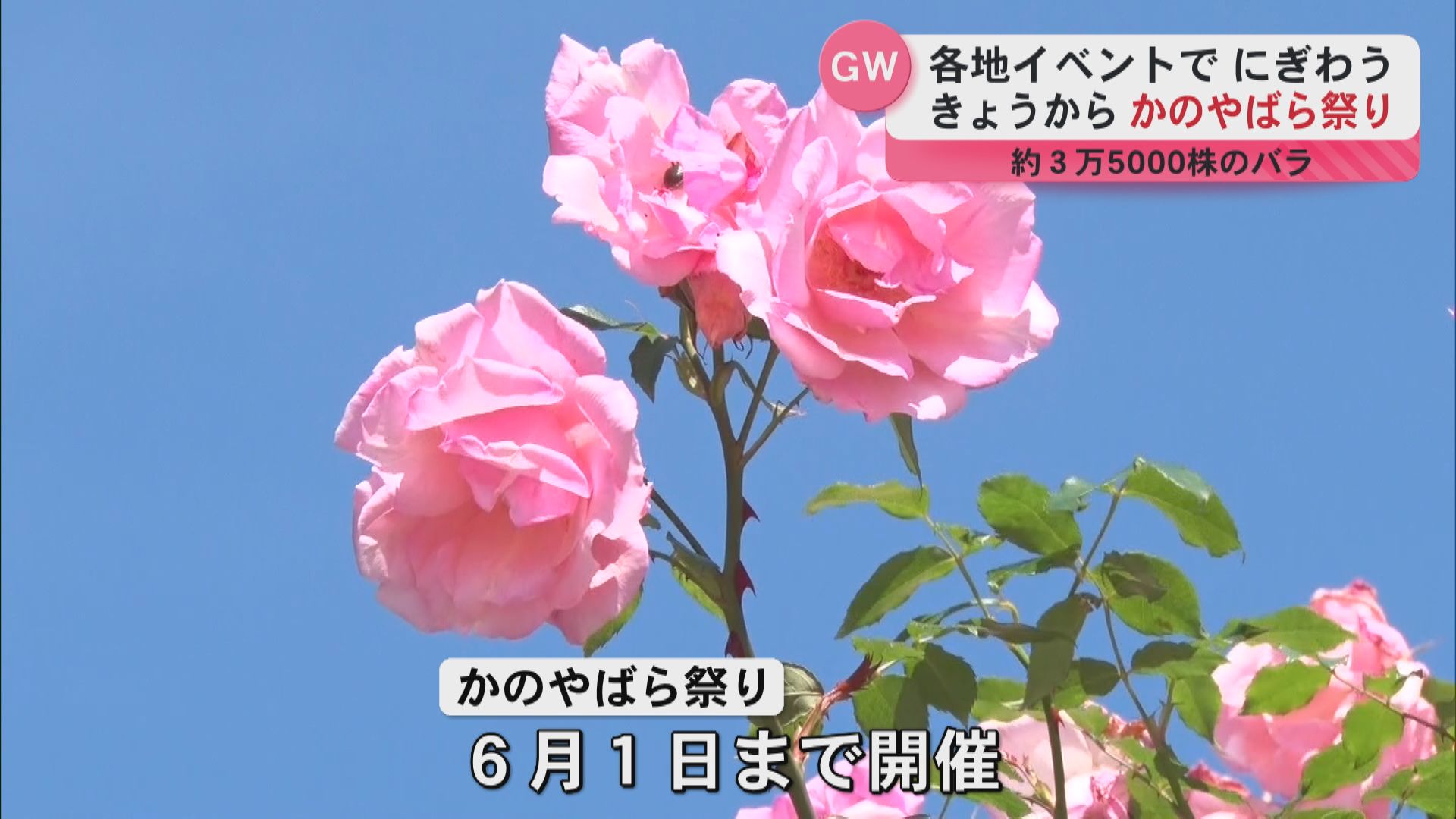 かのやばら祭り始まる 約3万5000株のバラ