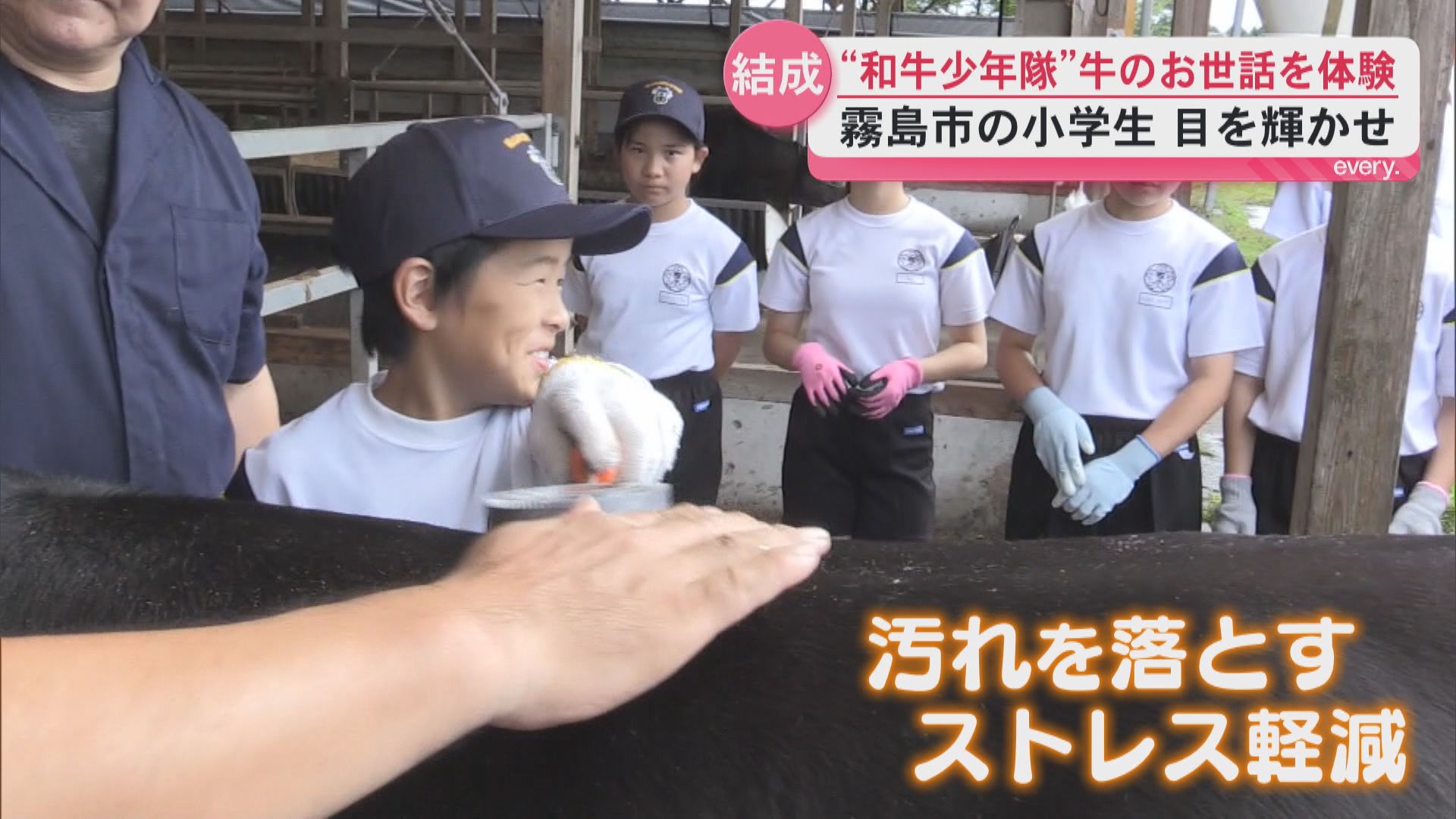 霧島市の小学生が“和牛少年隊”を結成　牛のお世話を体験