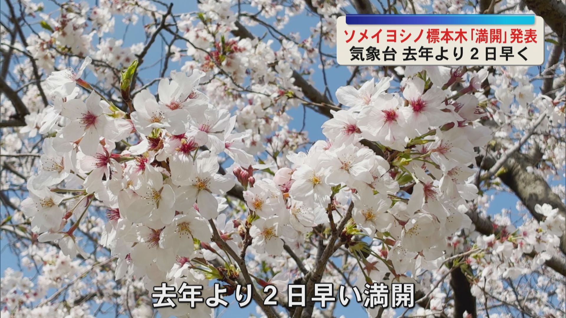 鹿児島地方気象台　ソメイヨシノの標本木「満開」を発表　2025年より２日早い