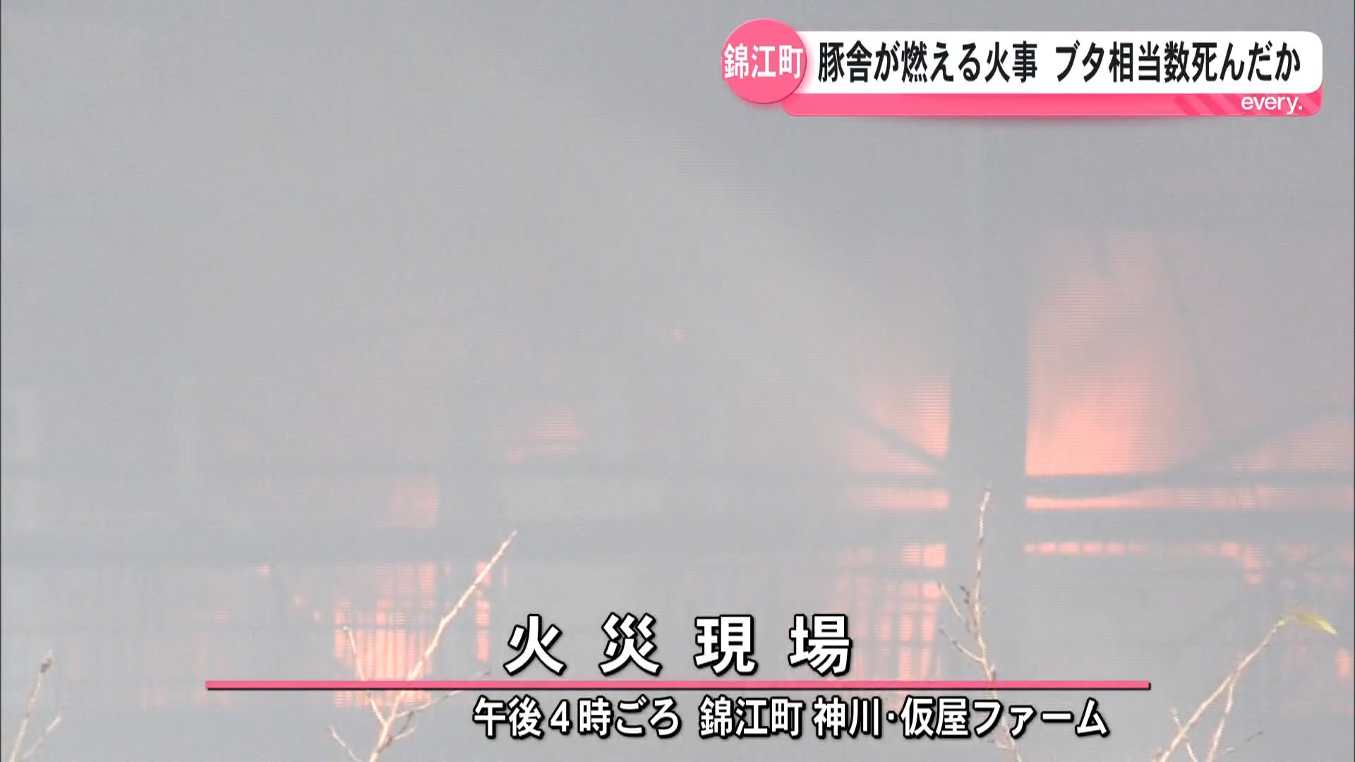 錦江町の豚舎で火事　相当数のブタが死んだか