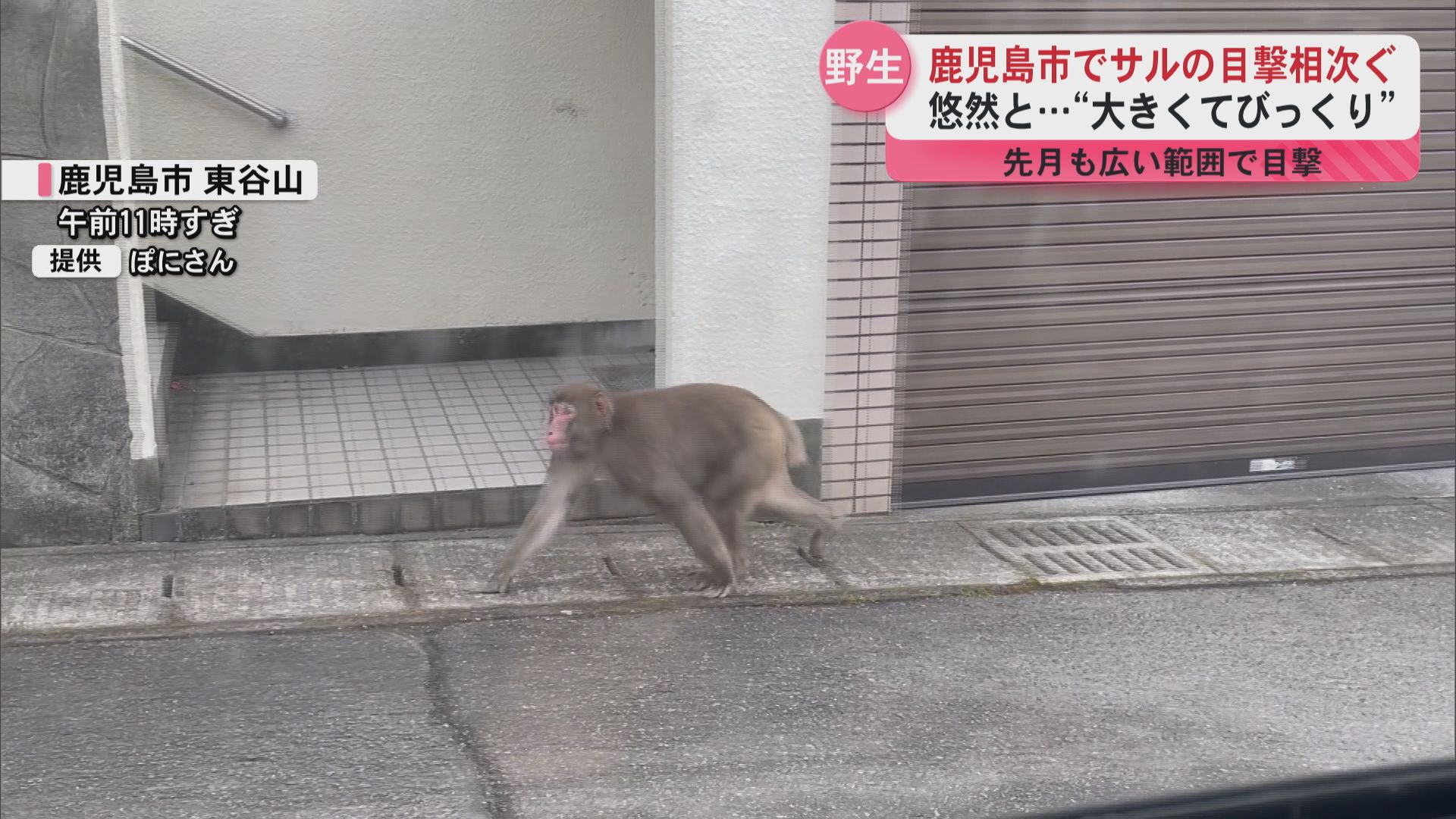 「かなり大きくてびっくり」住宅街を悠然と…鹿児島市でサルの目撃情報が相次ぐ