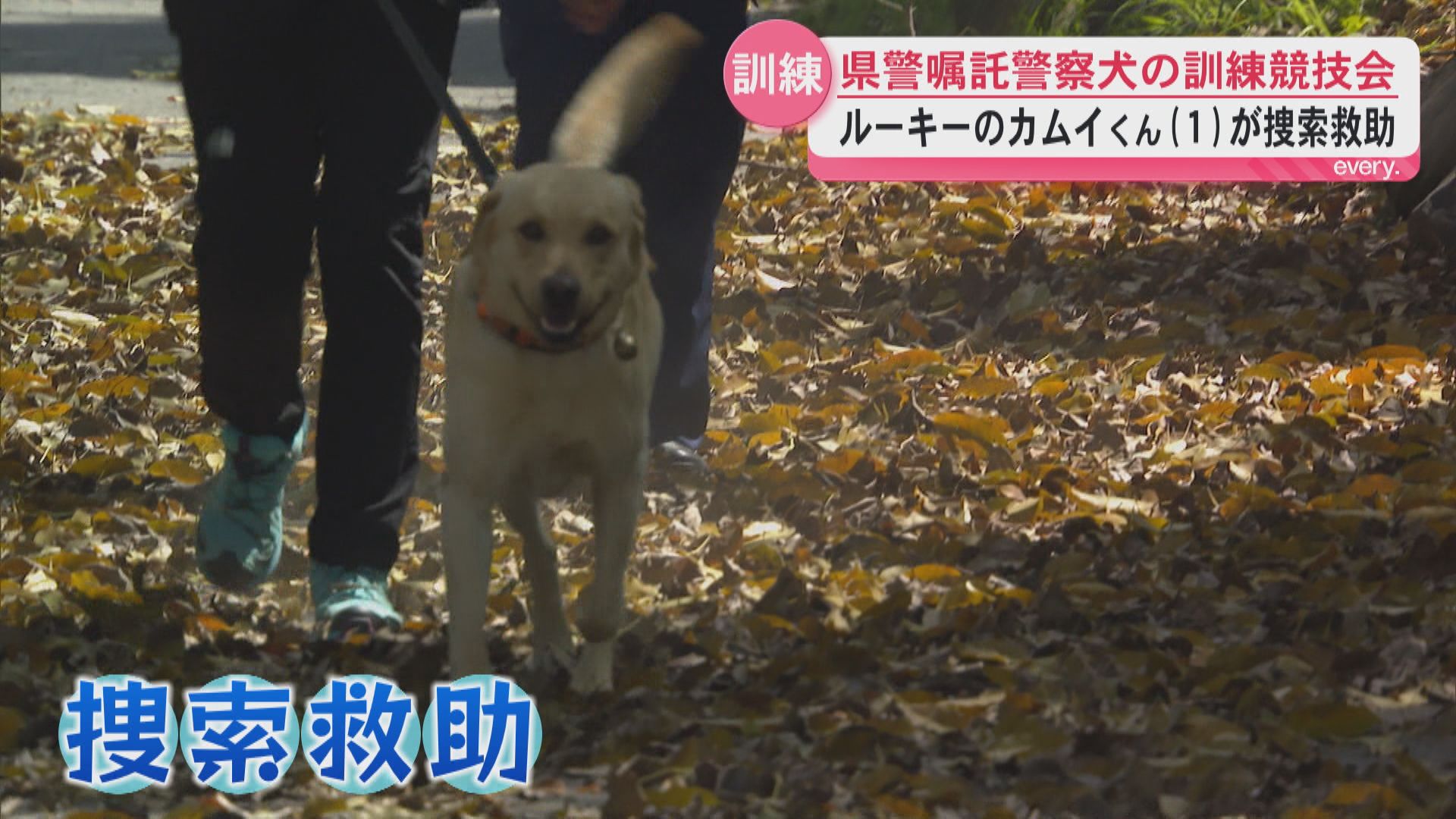 ラブラドール・レトリバーのルーキー警察犬が競技会に初挑戦　嘱託警察犬の技術向上へ　鹿児島県警