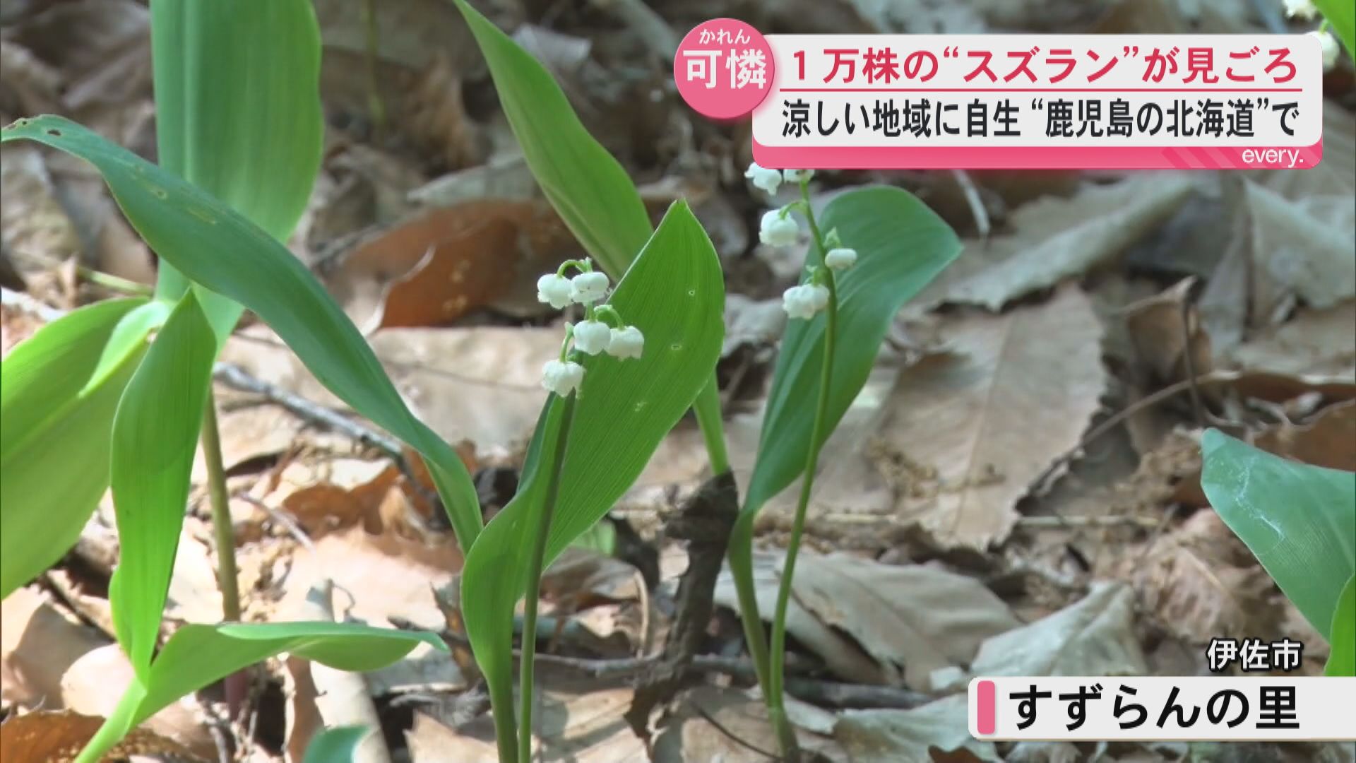 1万株のスズランが見ごろ　白く可憐な花訪れた人を癒す　伊佐市