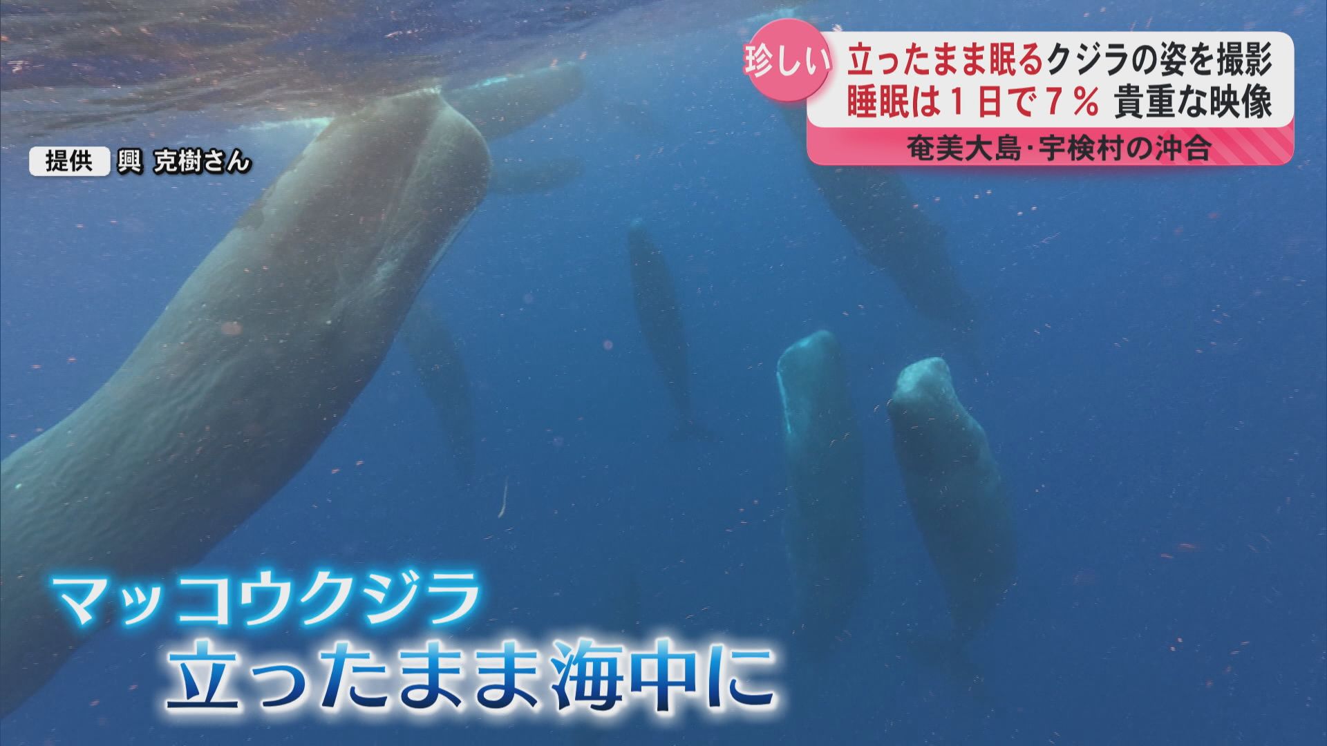 【奇跡の遭遇！】立ったまま寝るクジラの姿を撮影　睡眠は１日で7％…奄美大島の近海で
