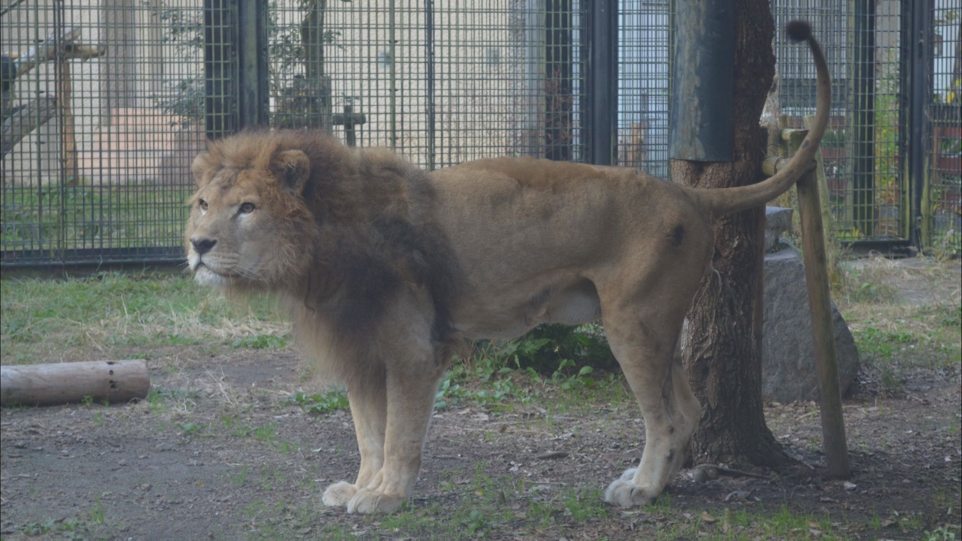 平川動物公園のオスライオン「ジオン」死ぬ 人間だと100歳近くの20歳11か月｜KYT NEWS NNN