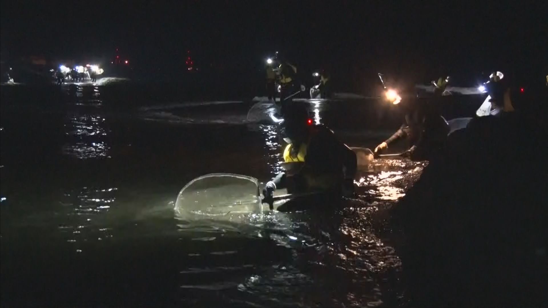 解禁】ウナギの稚魚 シラスウナギ漁始まる 昨シーズン漁獲量過去10年で