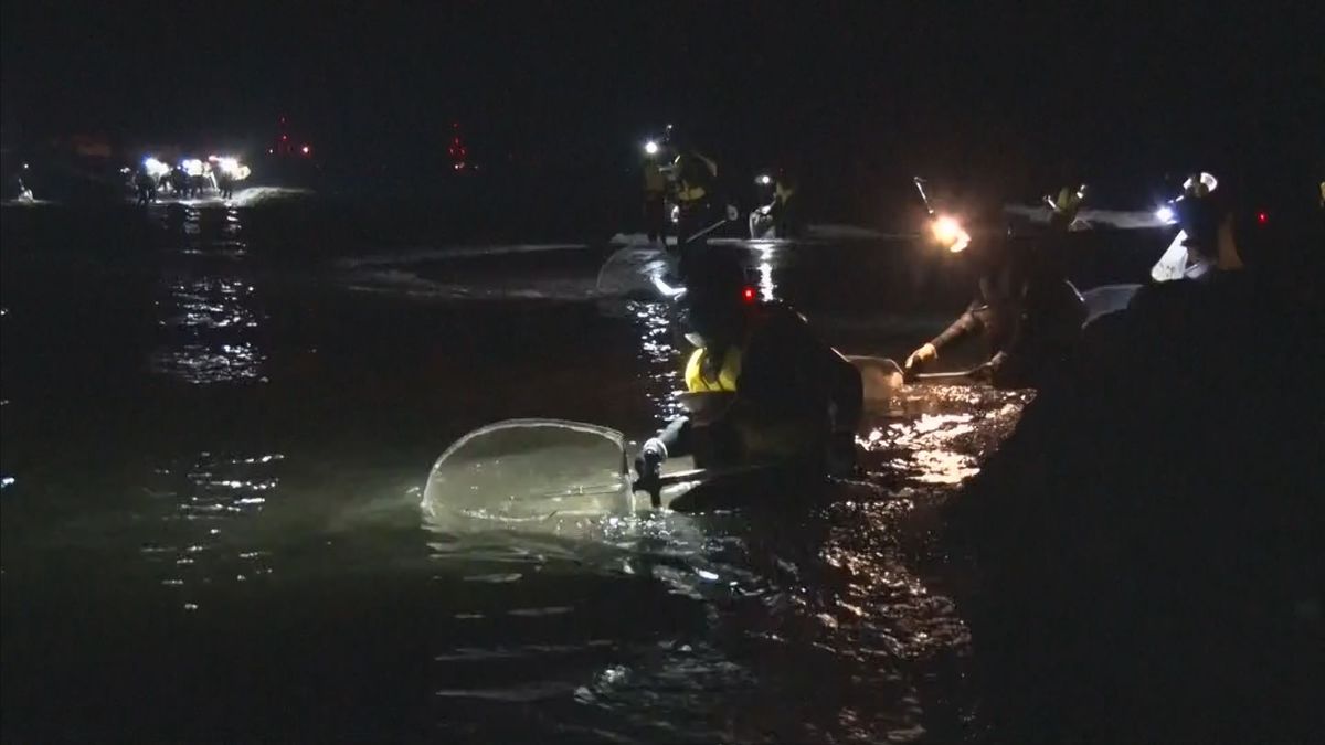 【解禁】ウナギの稚魚 シラスウナギ漁始まる　昨シーズン漁獲量過去10年で最多　