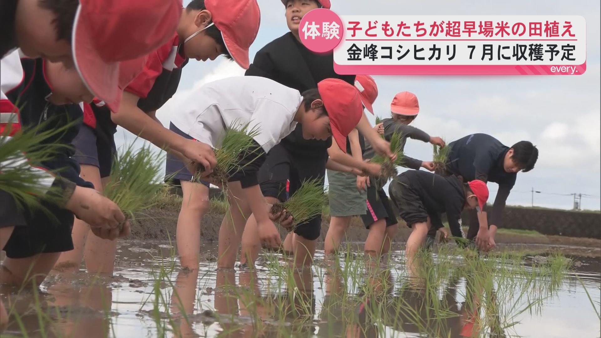 「手作業は難しい」南さつま市の”超早場米”金峰コシヒカリ　小学生が田植えに挑戦