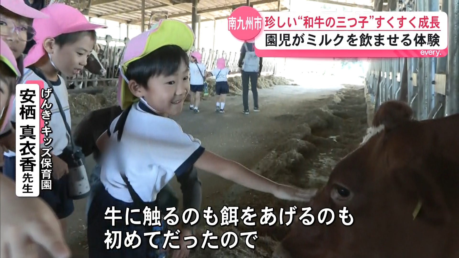 「もう1頭いる!?」から1か月　話題の和牛三つ子がすくすく成長　園児たちとふれあい交流