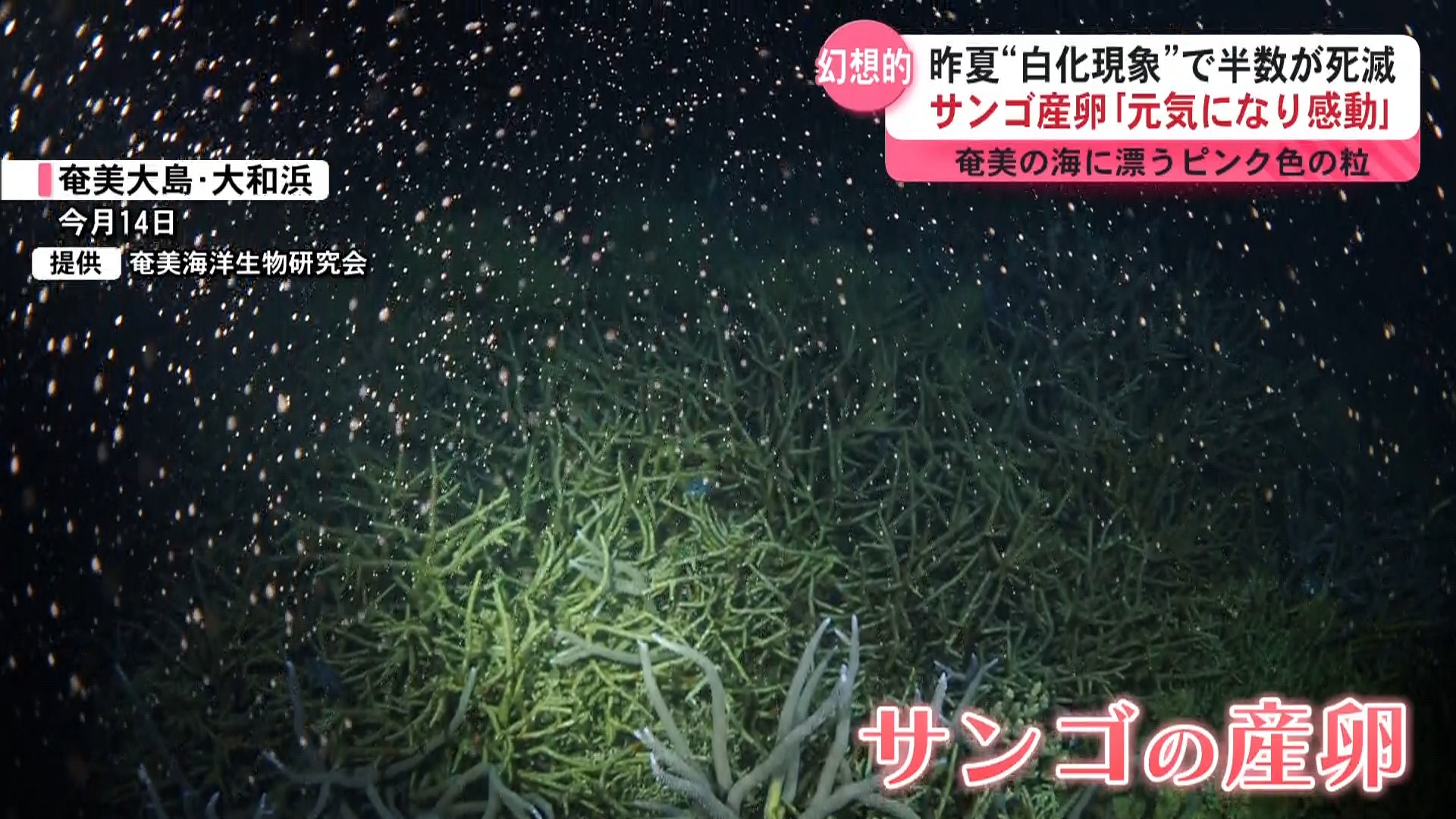 昨夏“白化現象”で半数が死滅…奄美大島の海でサンゴの産卵「元気になったのを見るとやっぱり感動」
