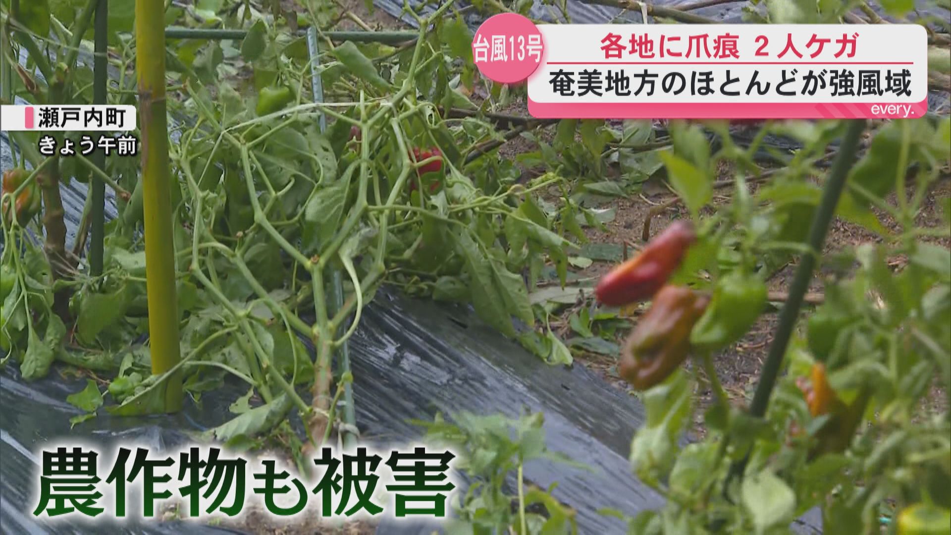 台風13号　奄美地方が暴風域抜ける　各地に爪あと　2人ケガ